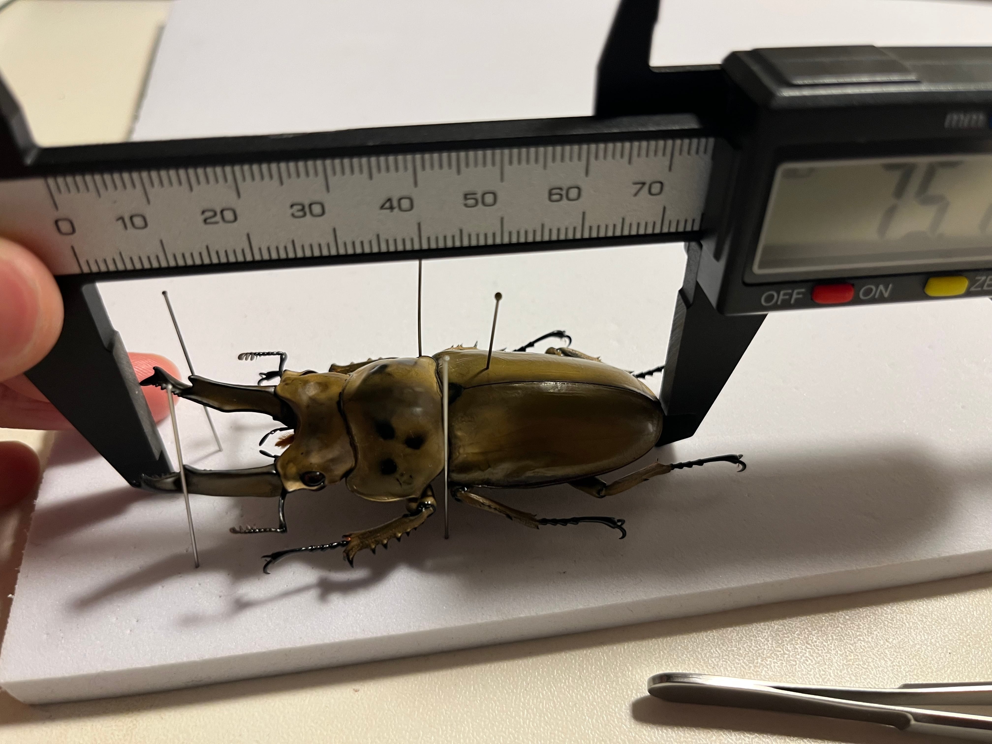 75mm】モセリオウゴンオニクワガタ Allotopus moellenkampi moseri