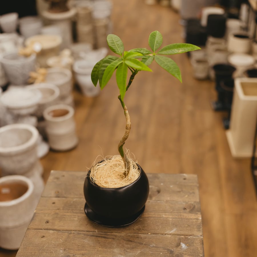 【現品】観葉植物 パキラ  朴仕立て 自然仕立て 10号鉢 植え替え済み