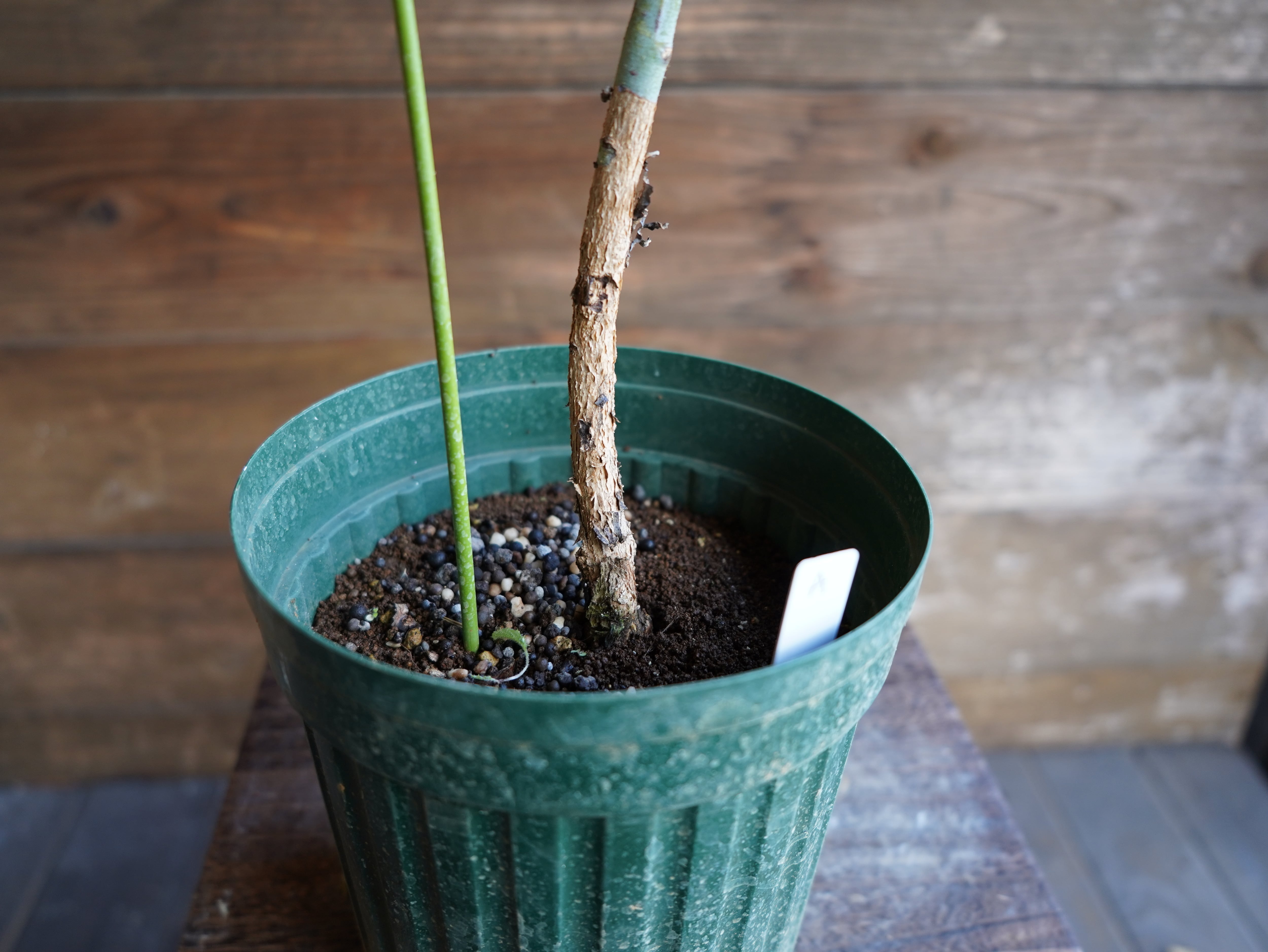 【現物】ユーカリ　”プレウロカルパ”　A