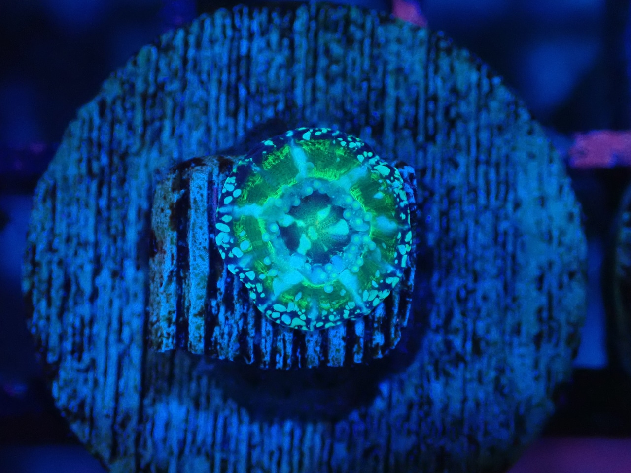 Scolymia Baby "UFO" 1