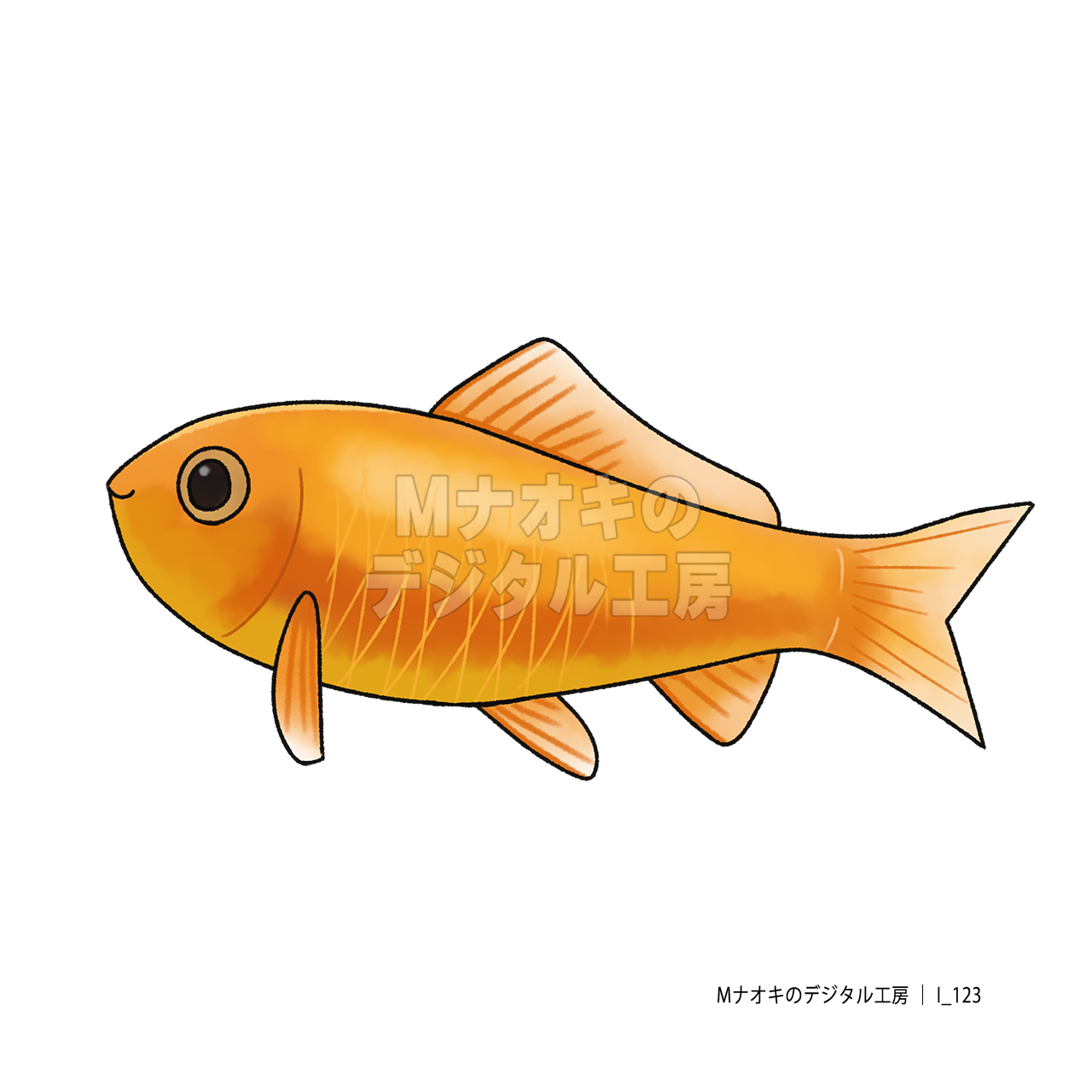 金魚 （和金）　Goldfish