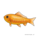 金魚 （和金）　Goldfish