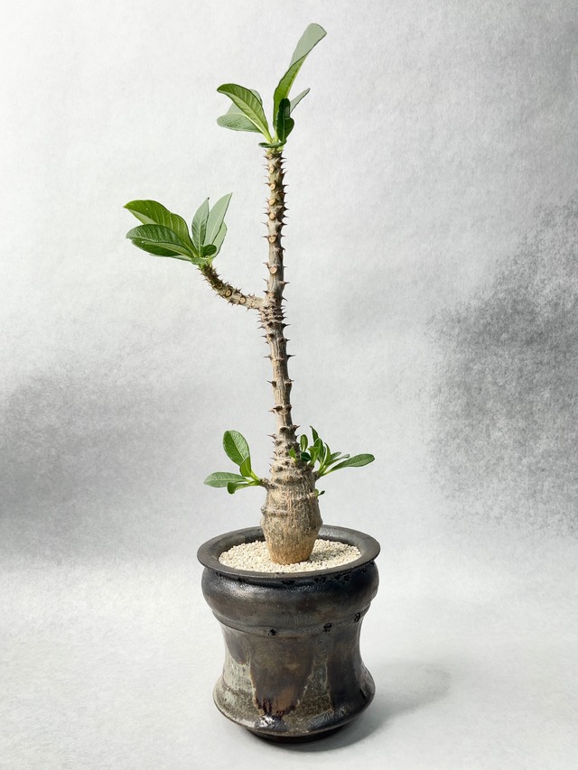 パキポディウム・ウィンゾリー