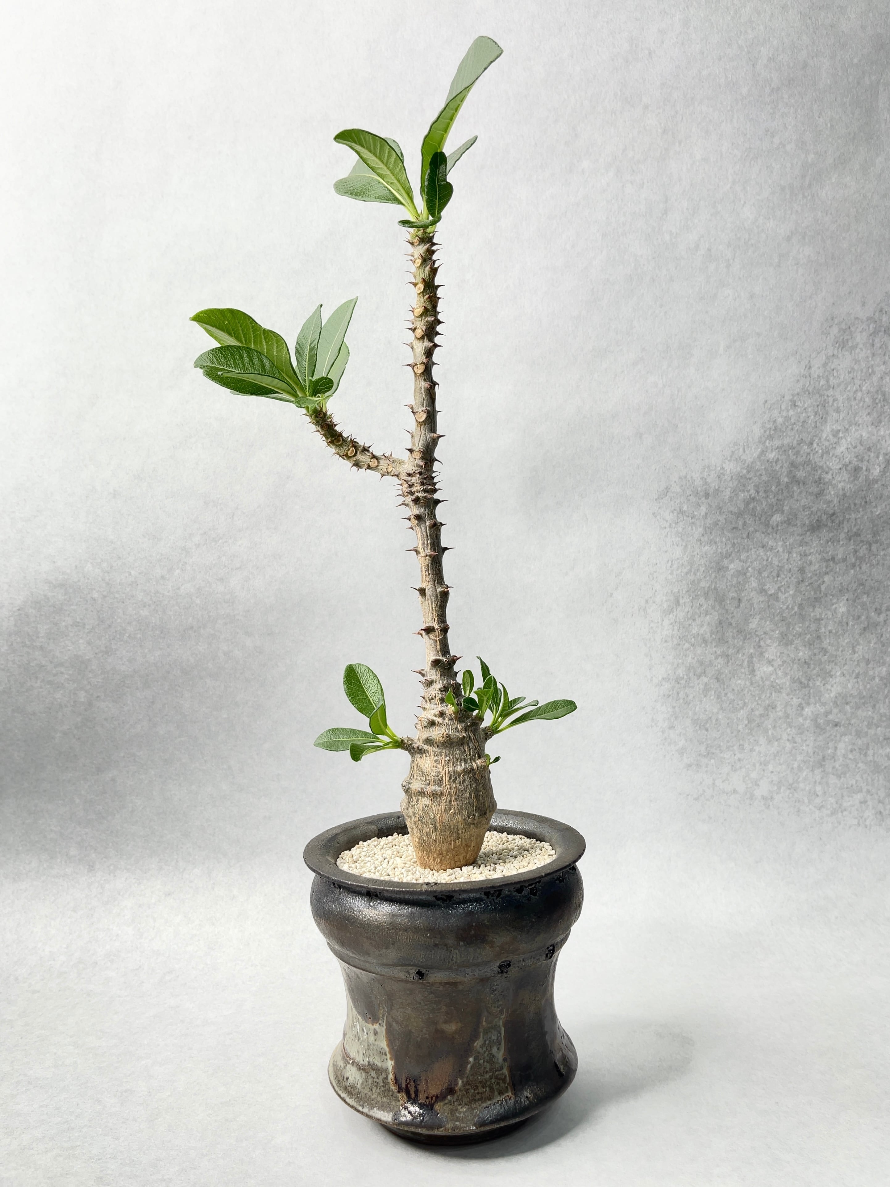 パキポディウム・ウィンゾリー