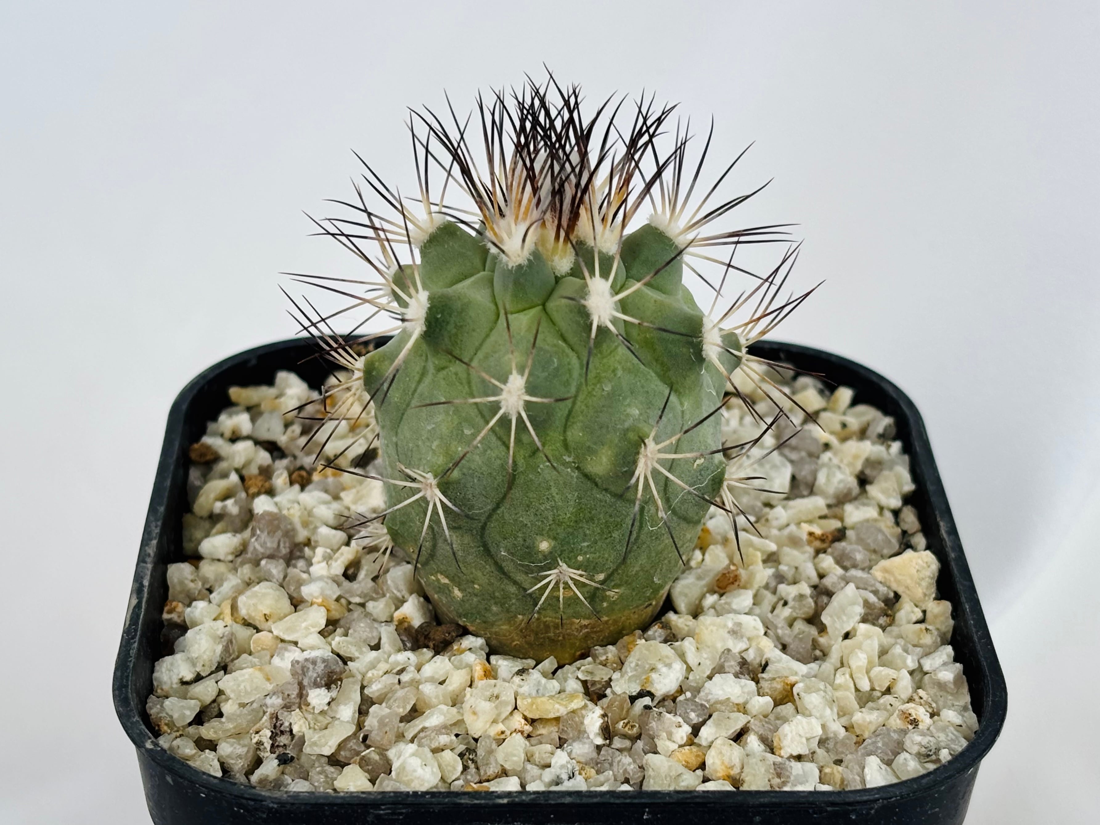Gymnocactus gielsdorfianus ギムノカクタス 黒槍丸 サボテン | plants