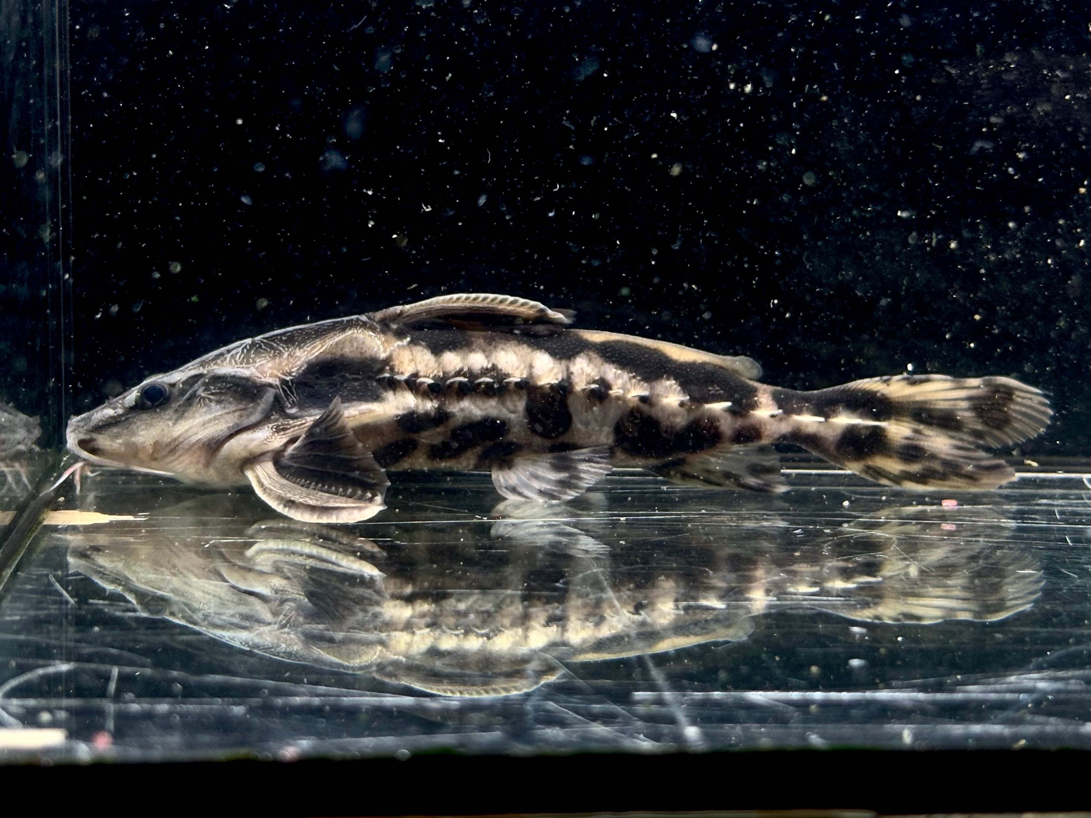 メガロドラス 12〜15㎝± ペルー便 | AQUASTYLEG