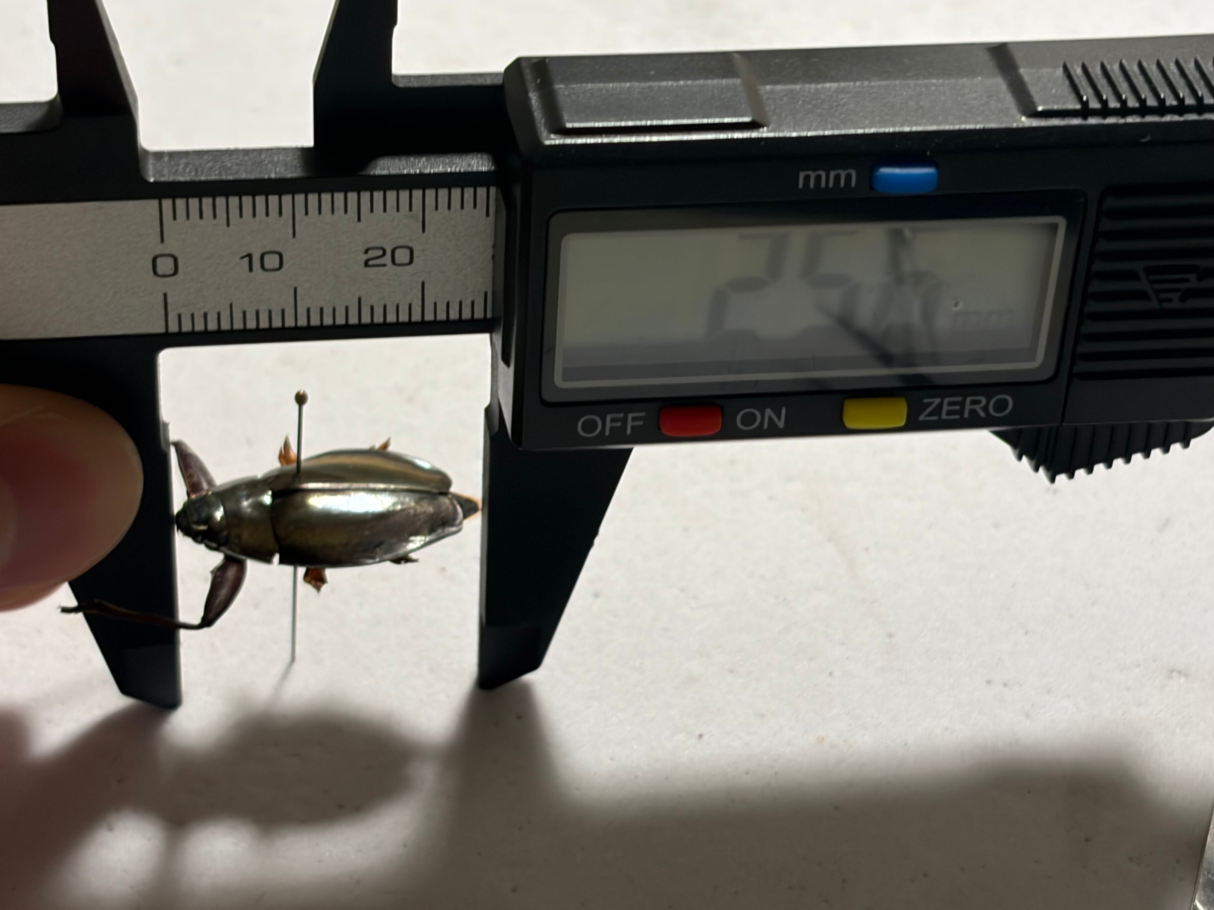 25mm】金属光沢感が美しいオウサマミズスマシに酷似の一種 標本 タガメ