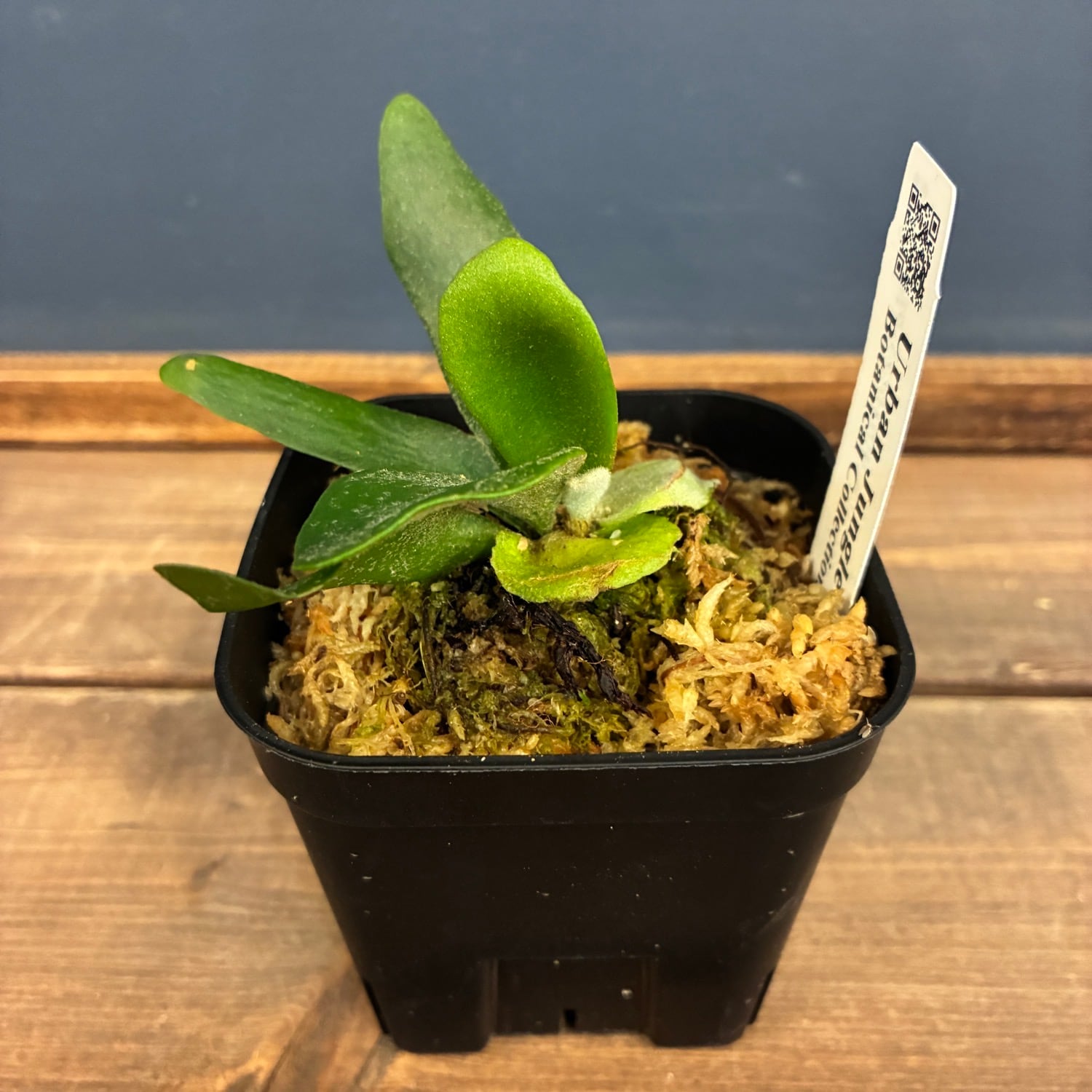 植物 Forever Green Plant Garden in Jacksonville FL - Deerwood Florist