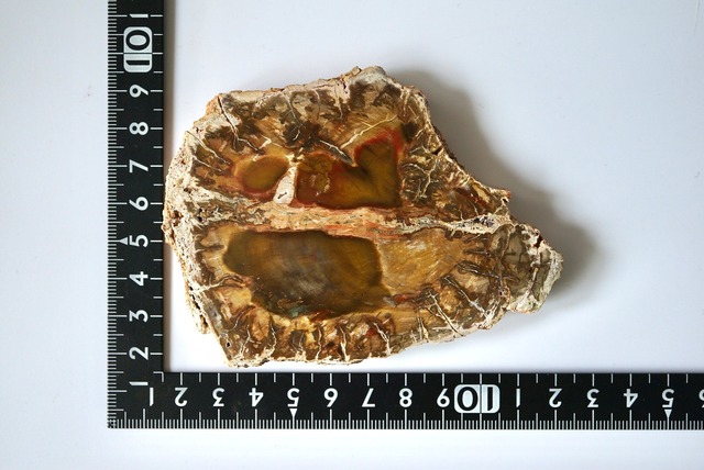 珪化木 ペトリファイドウッド Araucarioxylon 920