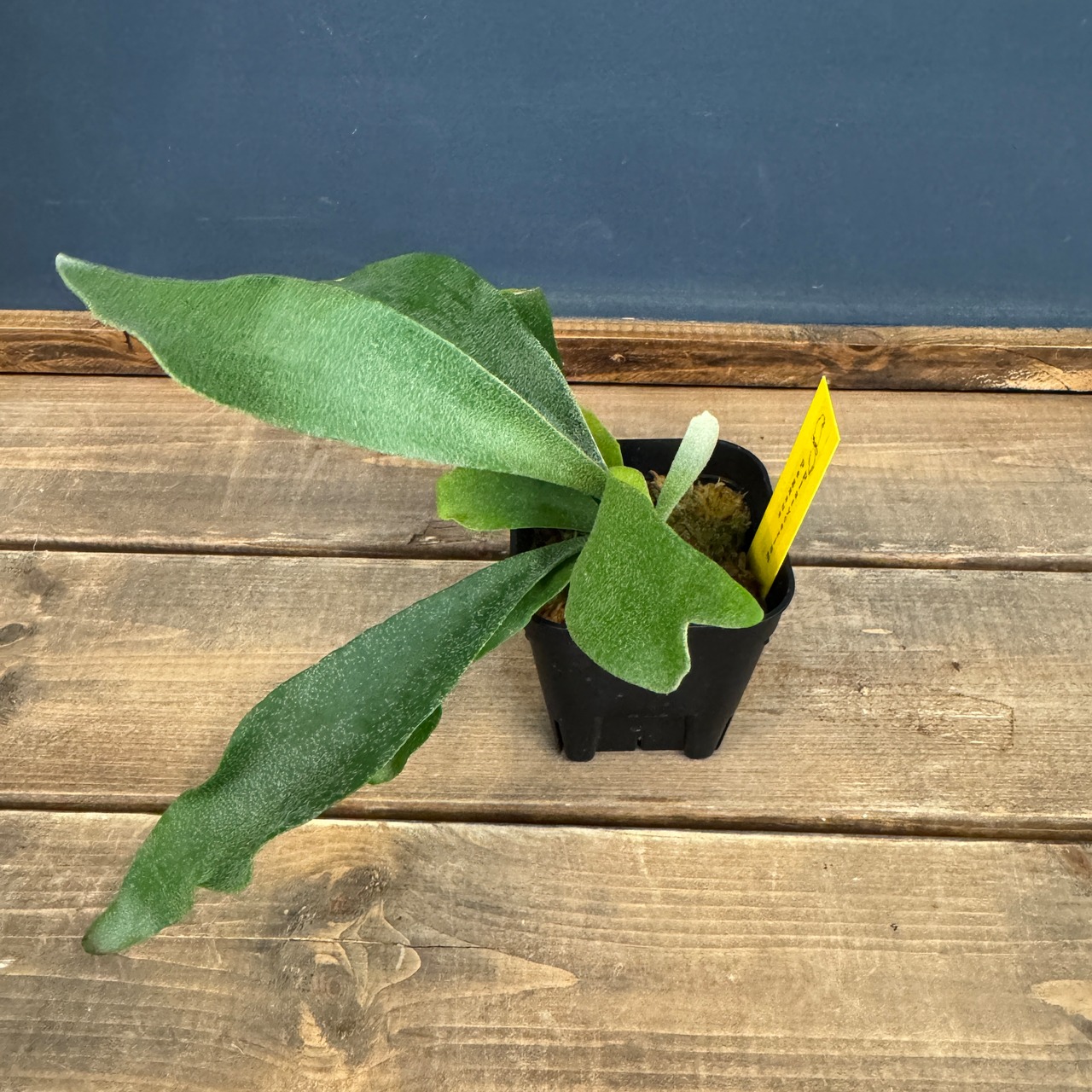 ビカクシダ Pegasus【552】