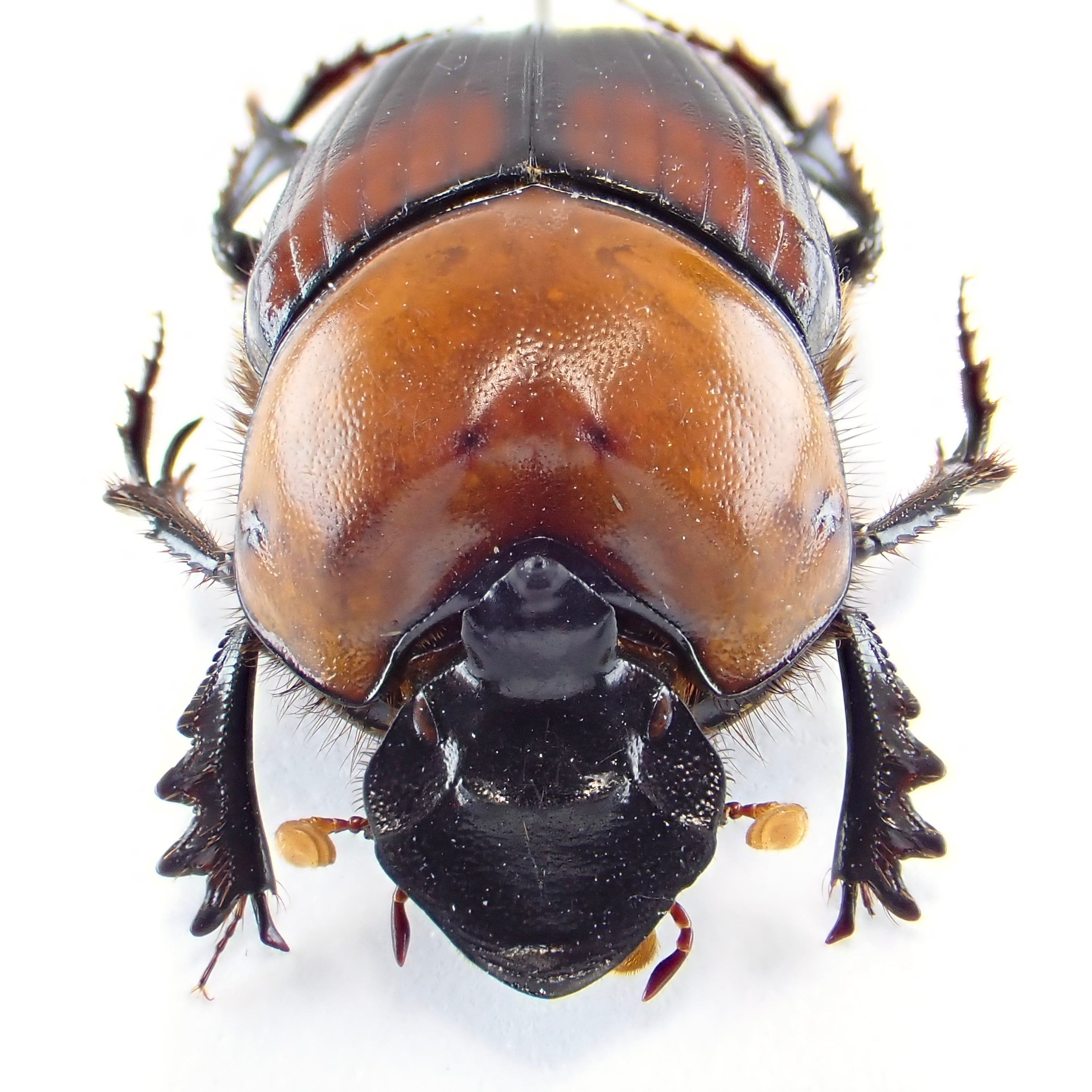 ベトナム産 Onthophagus rubricollis ♂ 17mm | 昆虫標本 Diggers