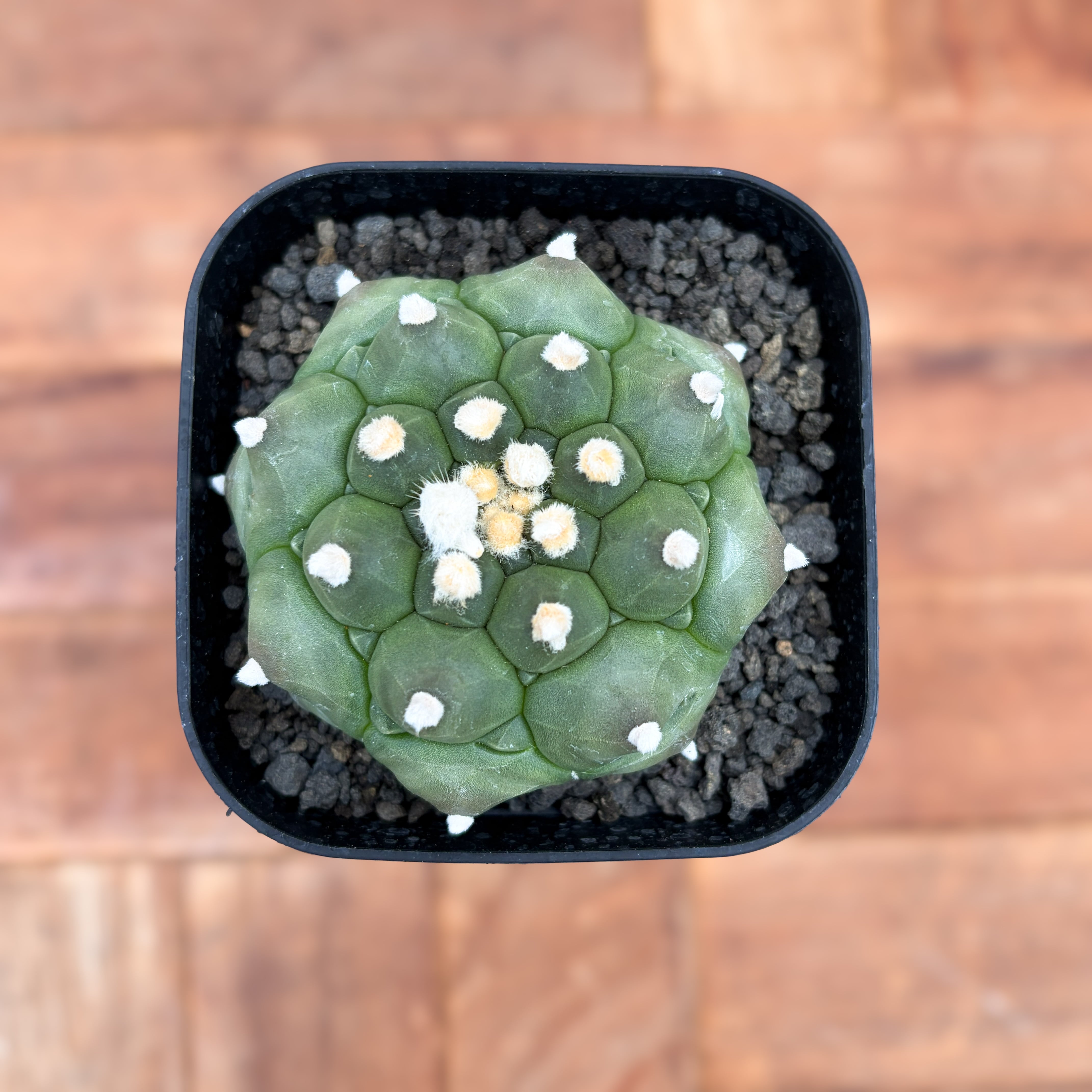 Astrophytum asterias f.nudum【アストロフィツム・亀甲瑠璃兜