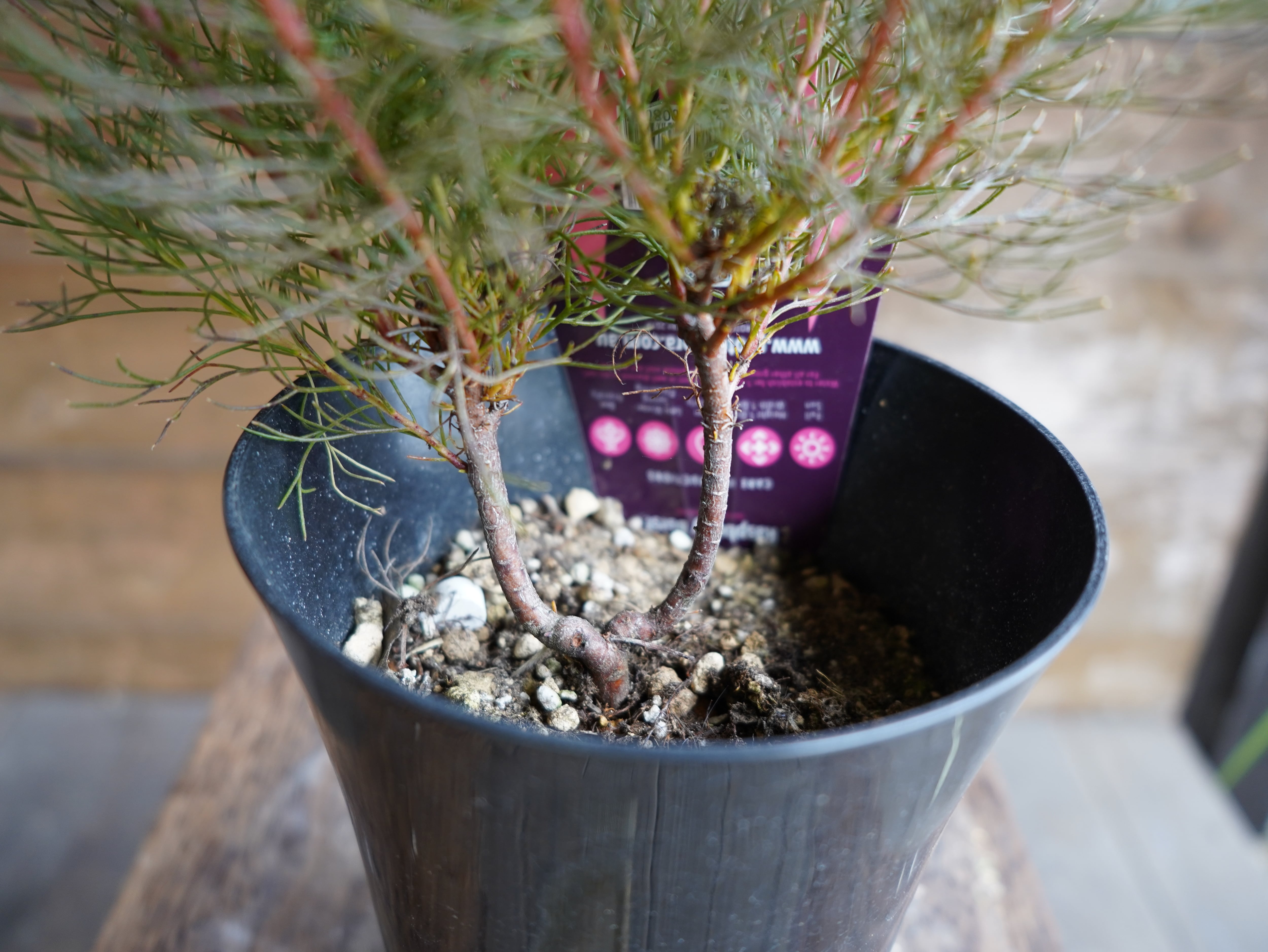 【現物】セルリア ”ラズベリーバースト” A