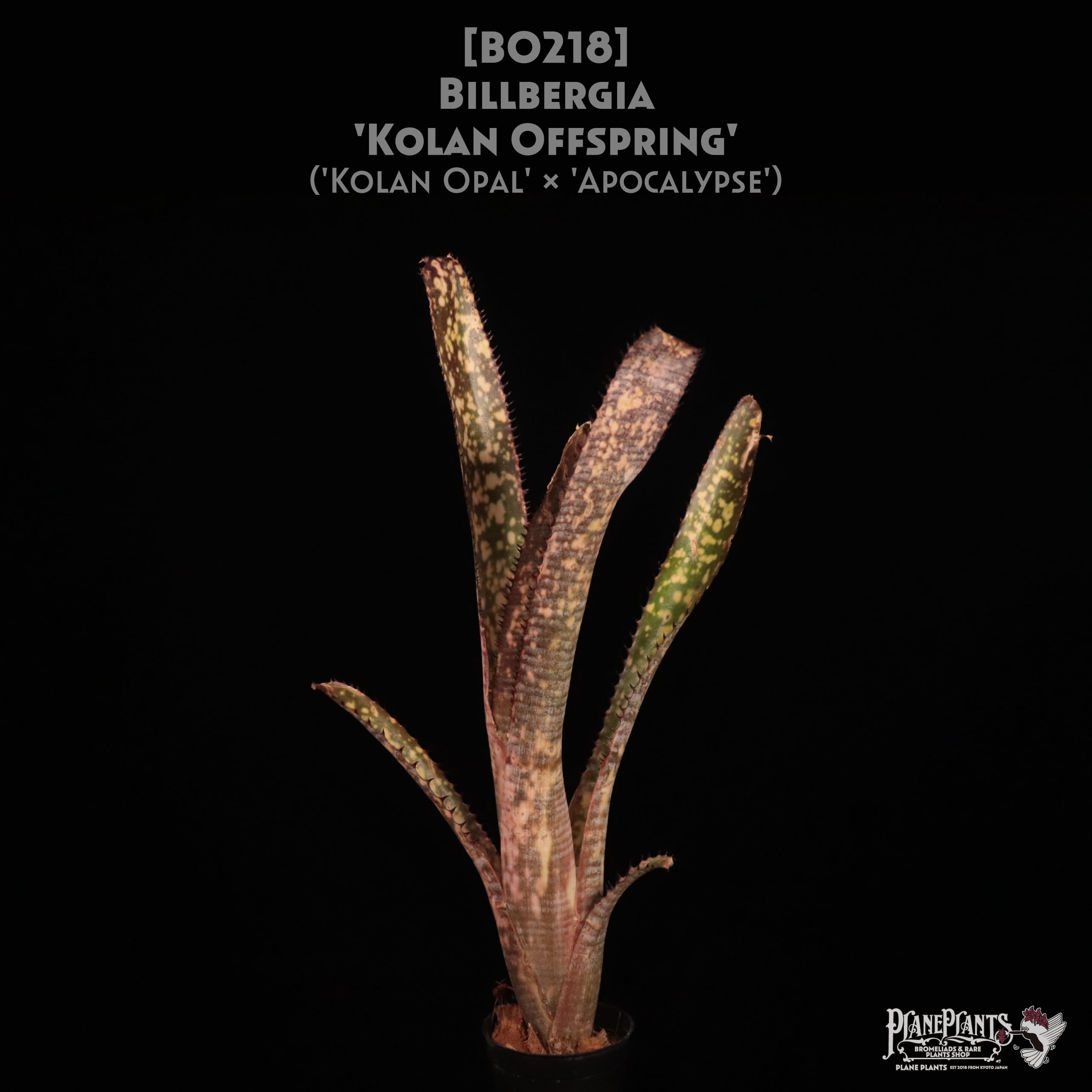 Kolan Series | plane plants