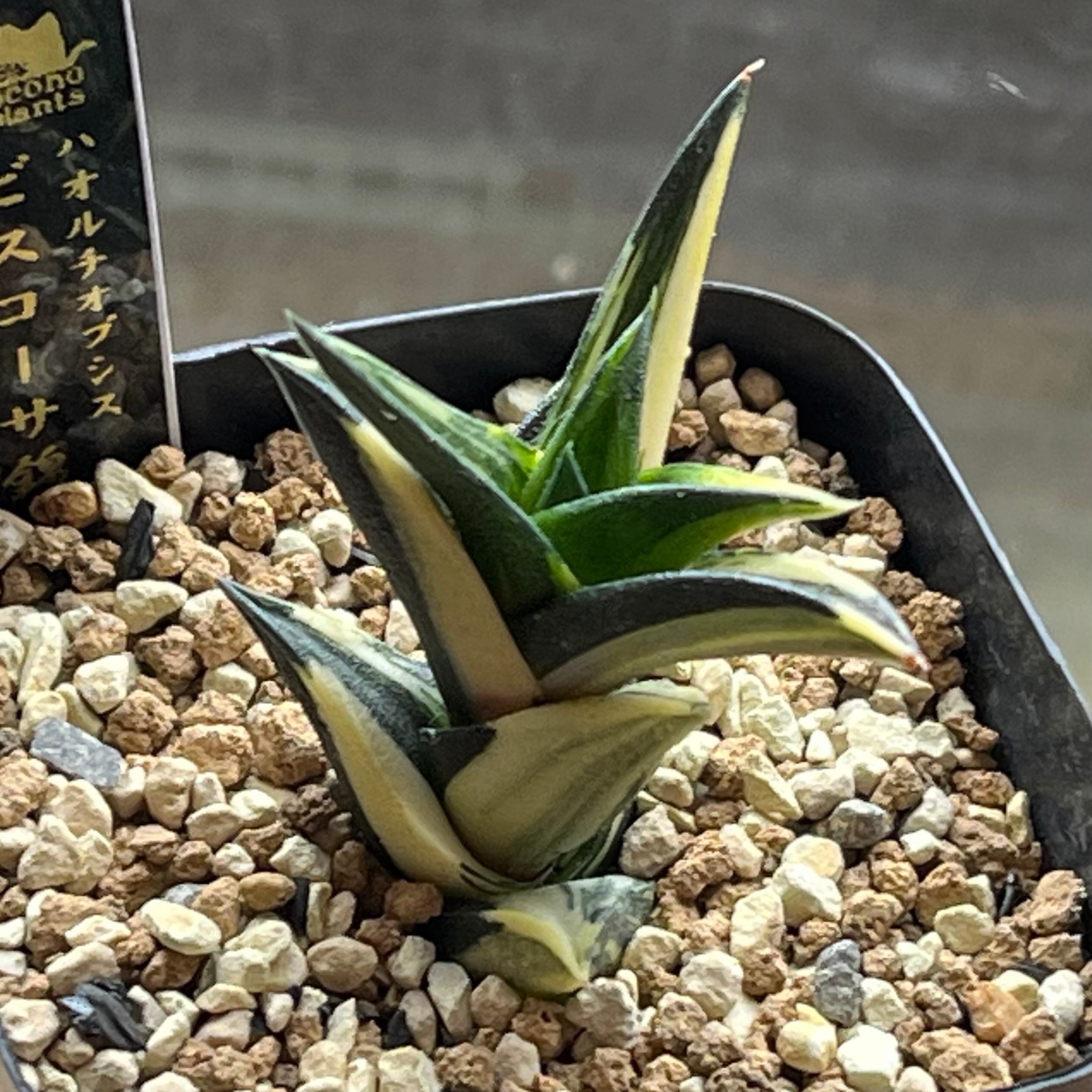 ハオルチア B型コンプトミュータント錦① | mocono_plants