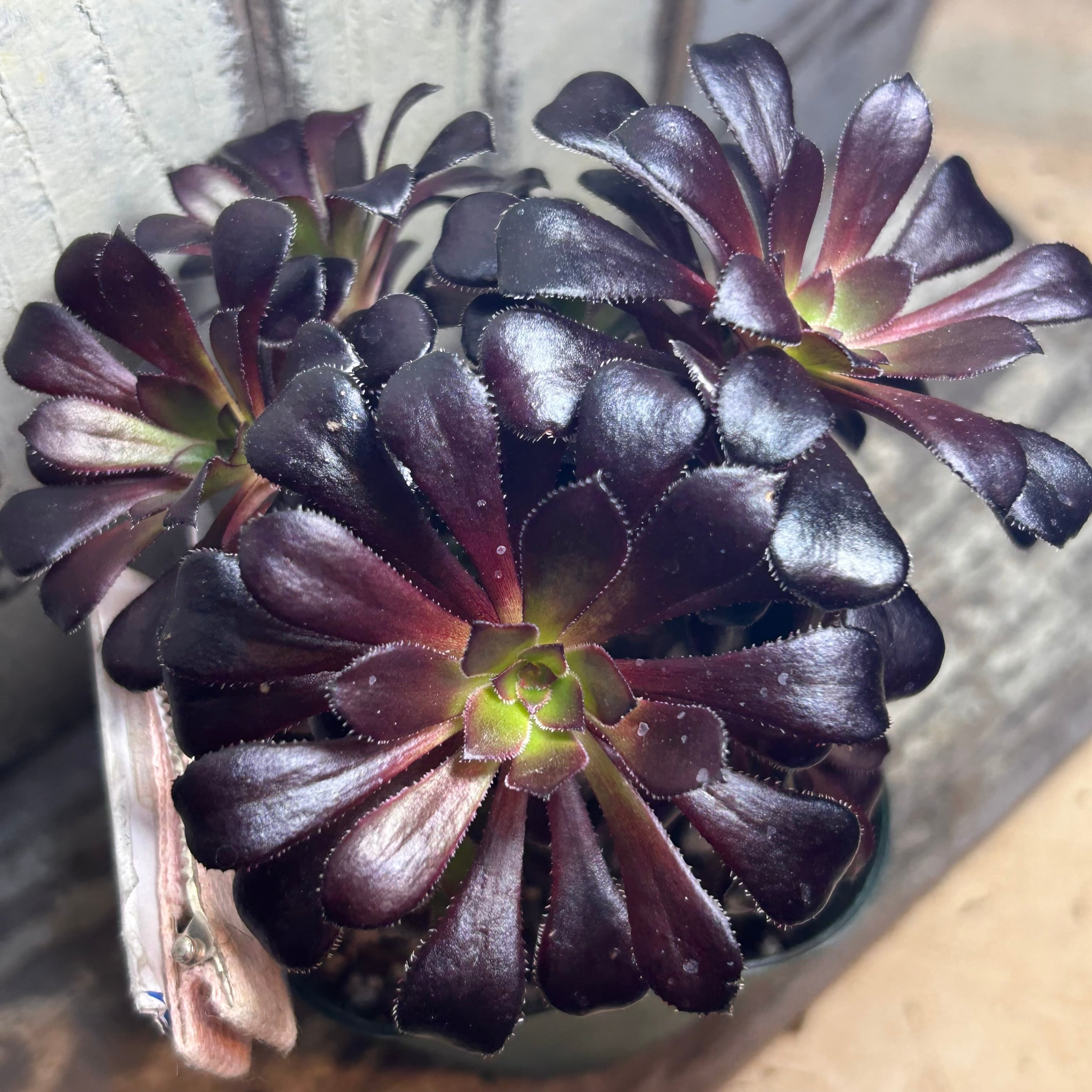 ギャラクシースター(センペルビウム) | RuPo 多肉植物専門店