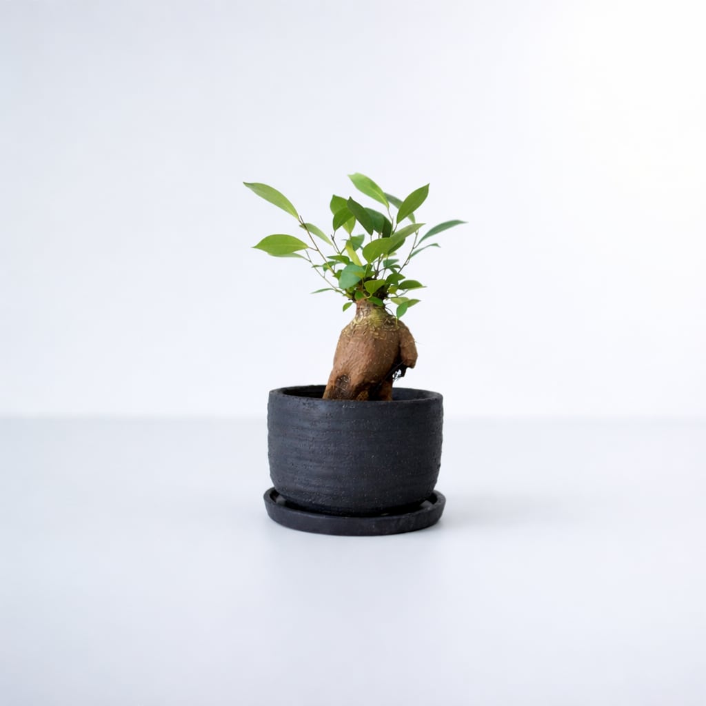 ガジュマル5号サイズ 陶器鉢 （白/黒） | インテリアグリーンショップ