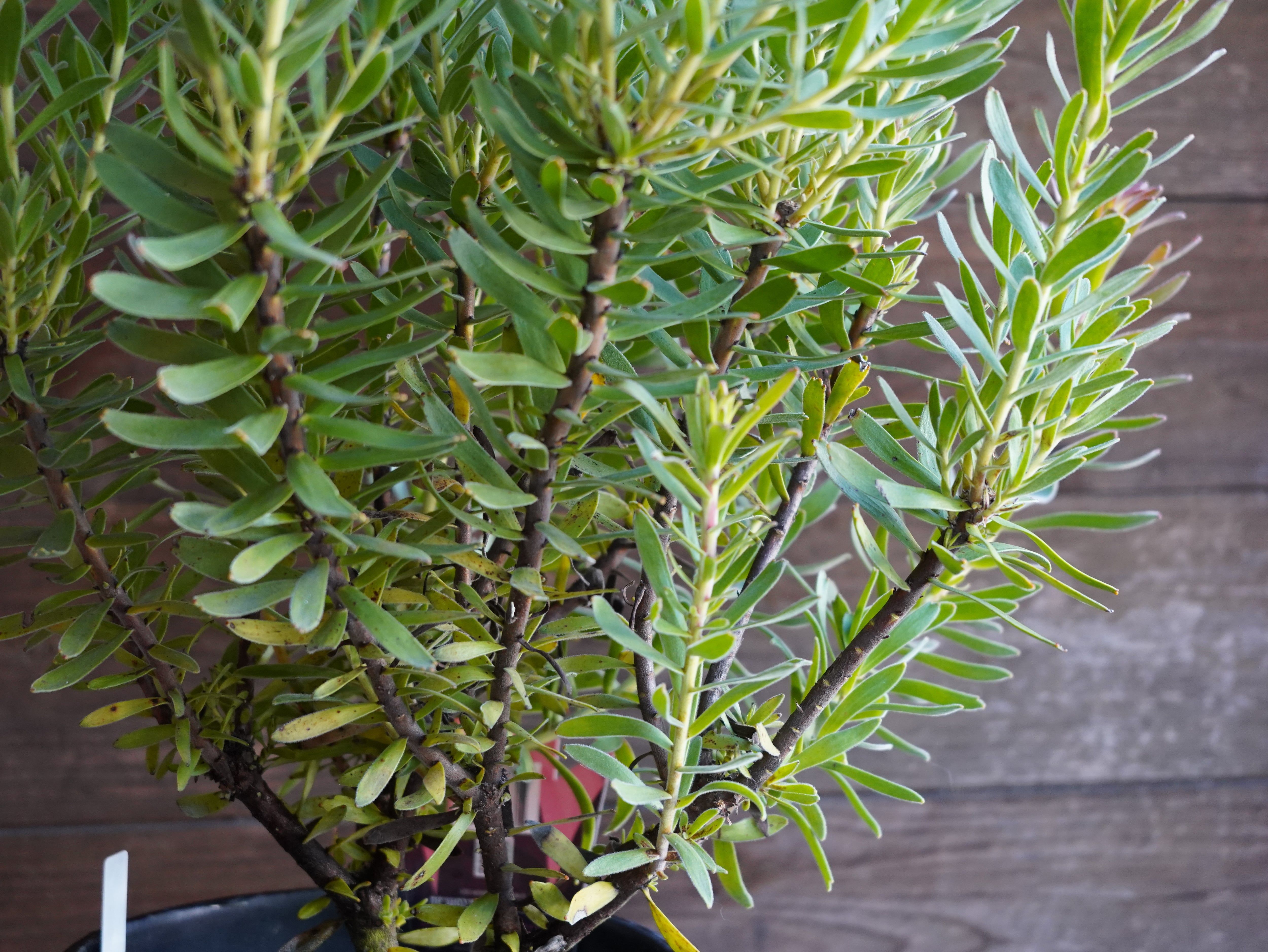 【現物】ミメテス　”クラッカージャックレッド”