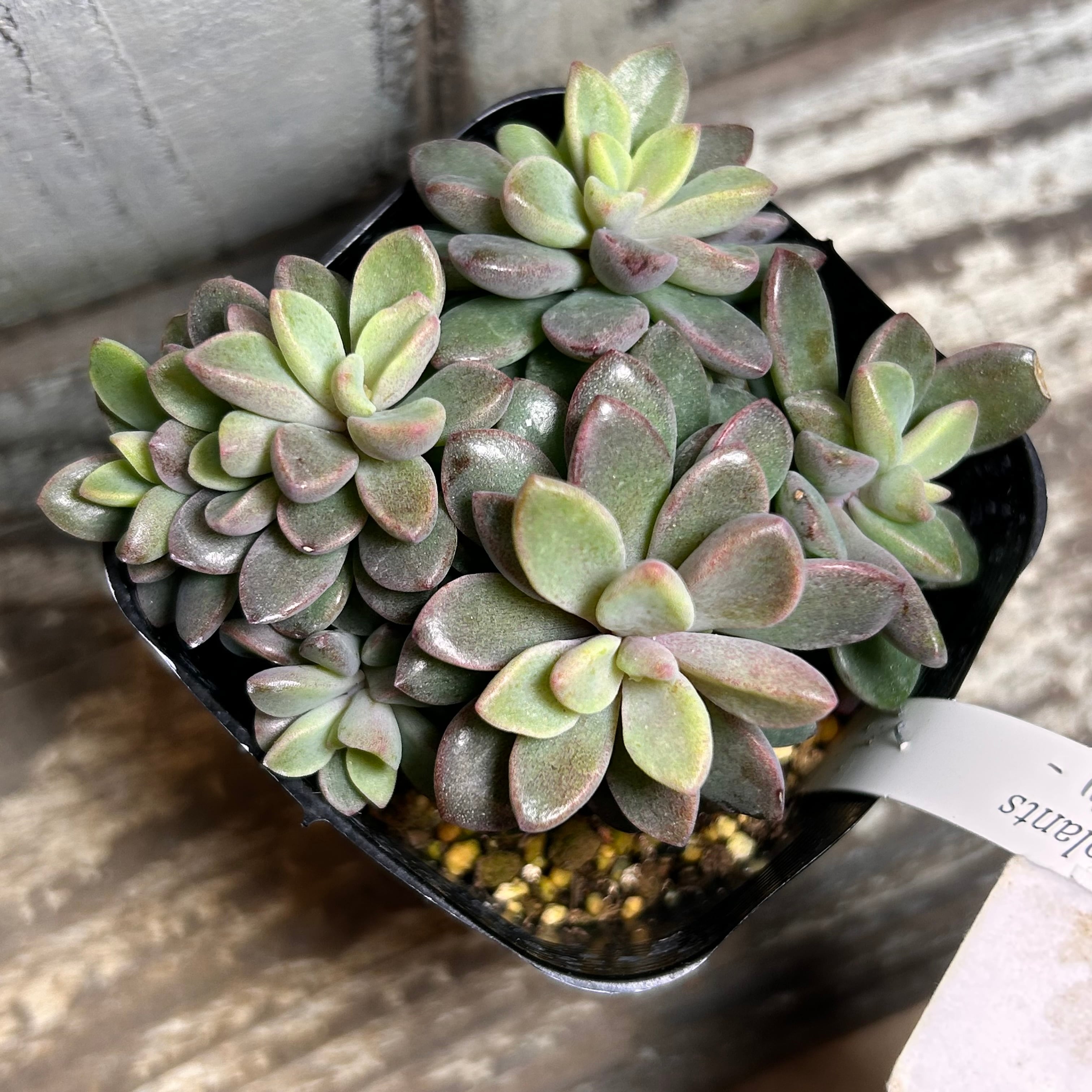 B)小型レズリー | RuPo 多肉植物専門店