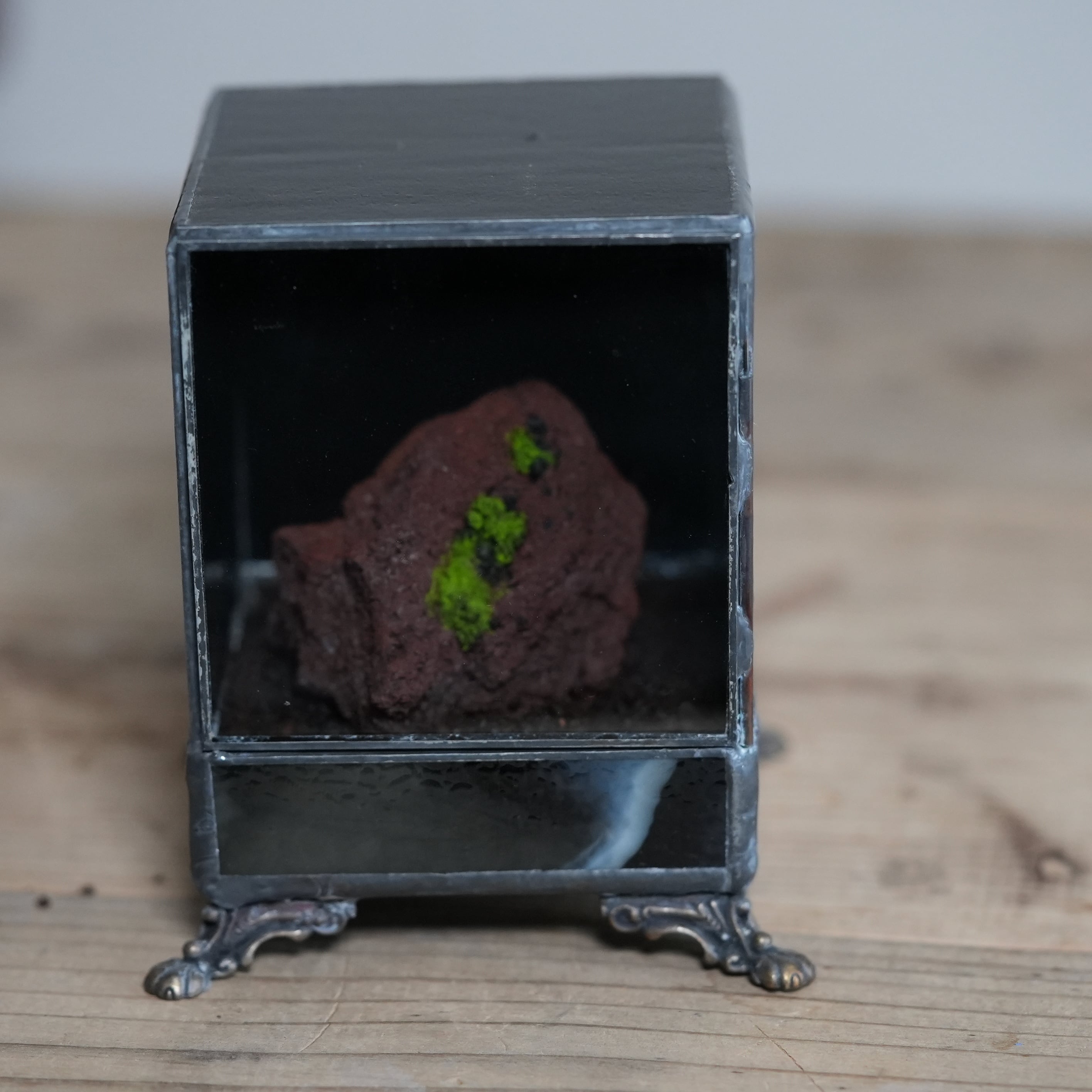 【数量限定】ヒカリゴケのための暗室容器とヒカリゴケ着生石 #F