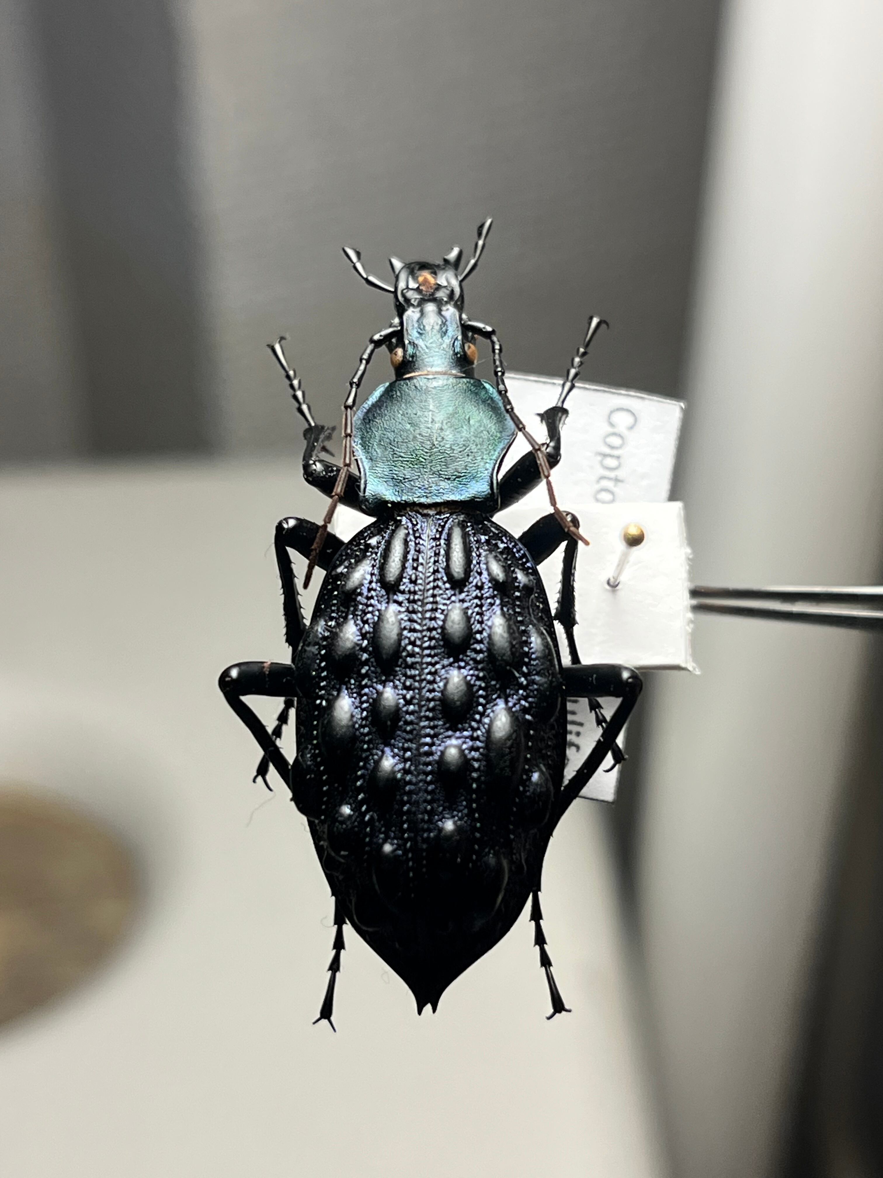 41mm】Coptolabrus pustulifer ssp.オサムシ イボカブリモドキ標本