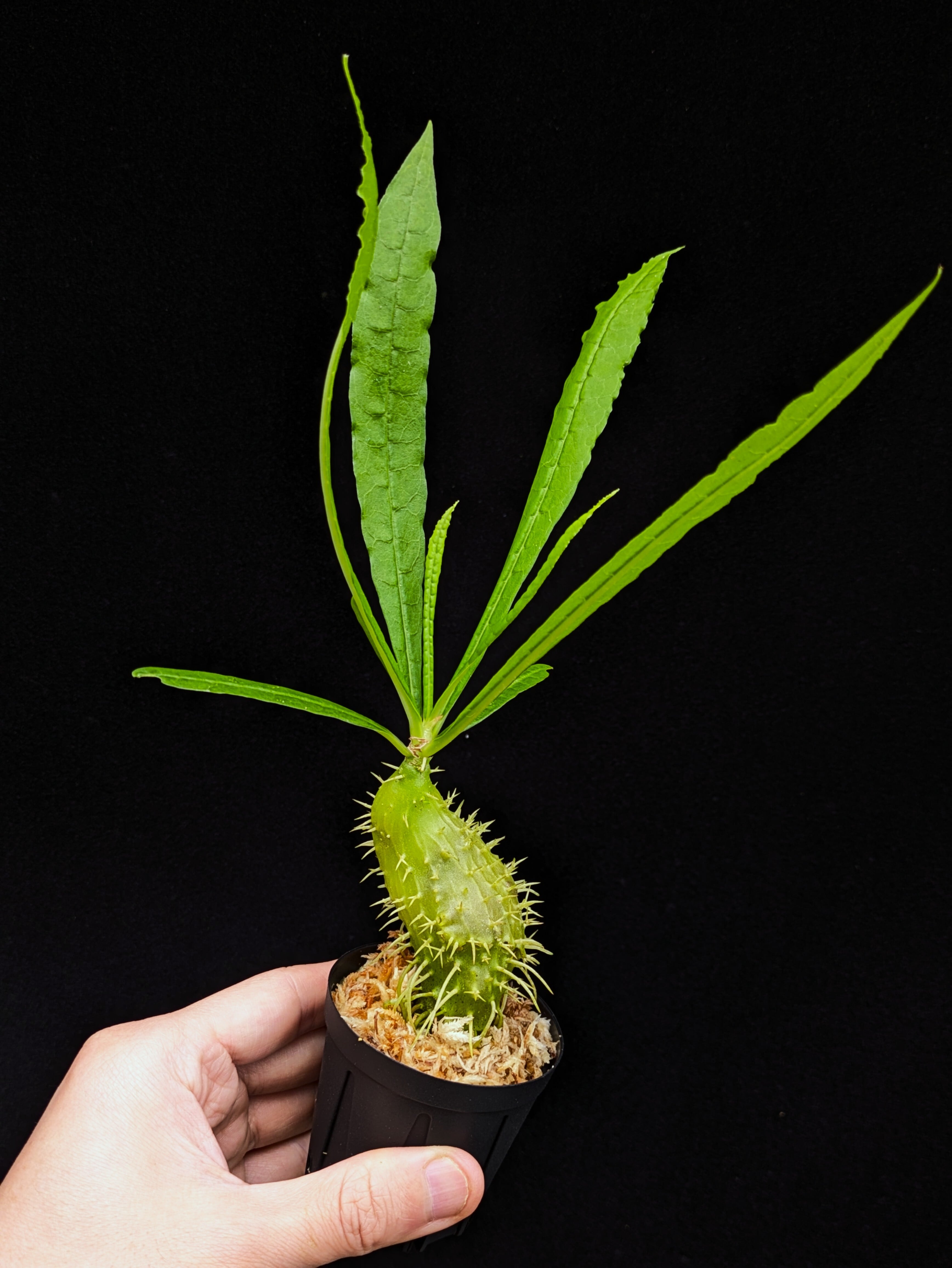 アリダマ | 伊藤蟻植物農園