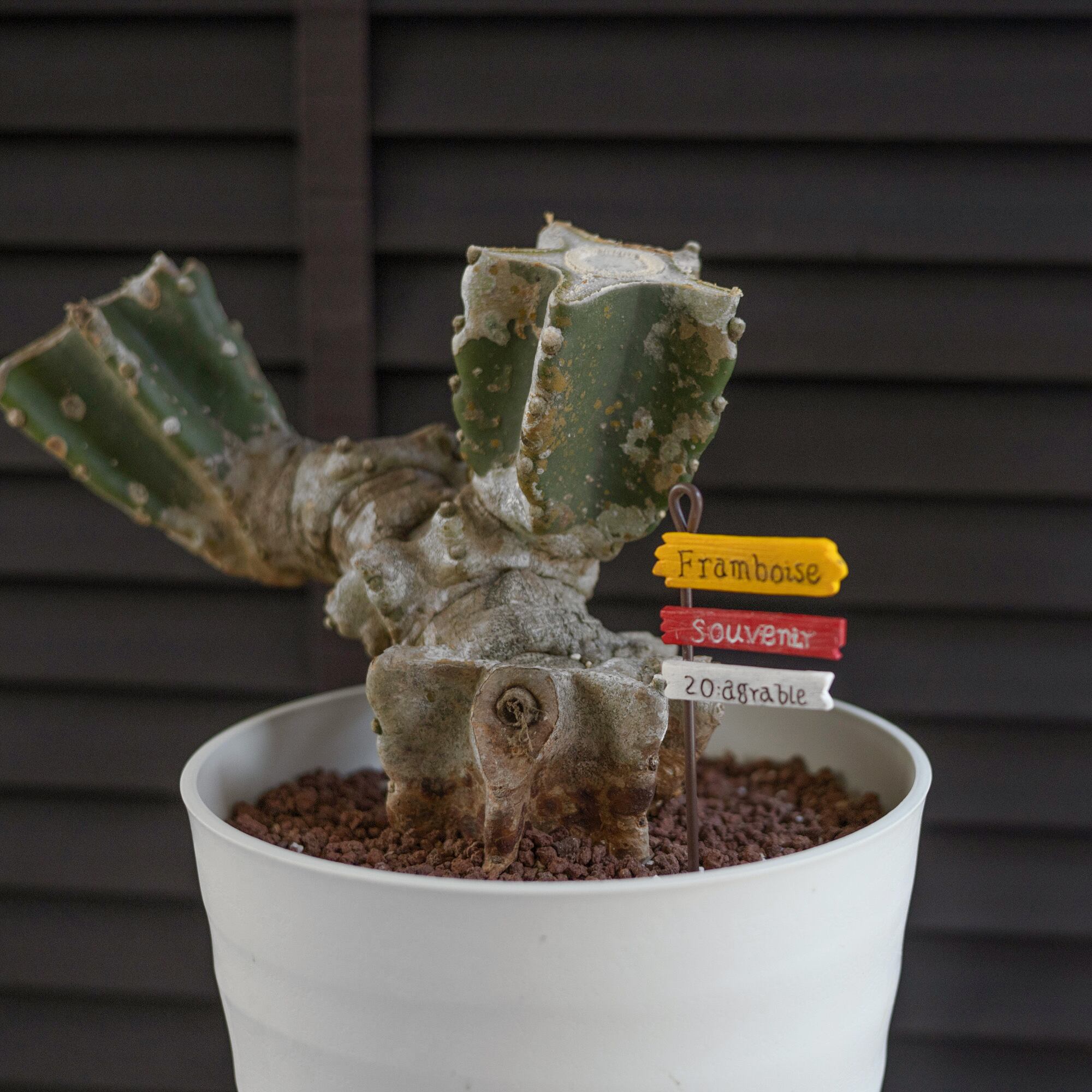 柱サボテン ブランチ 鬼面角 7号 Branch 石化サボテン 観葉植物