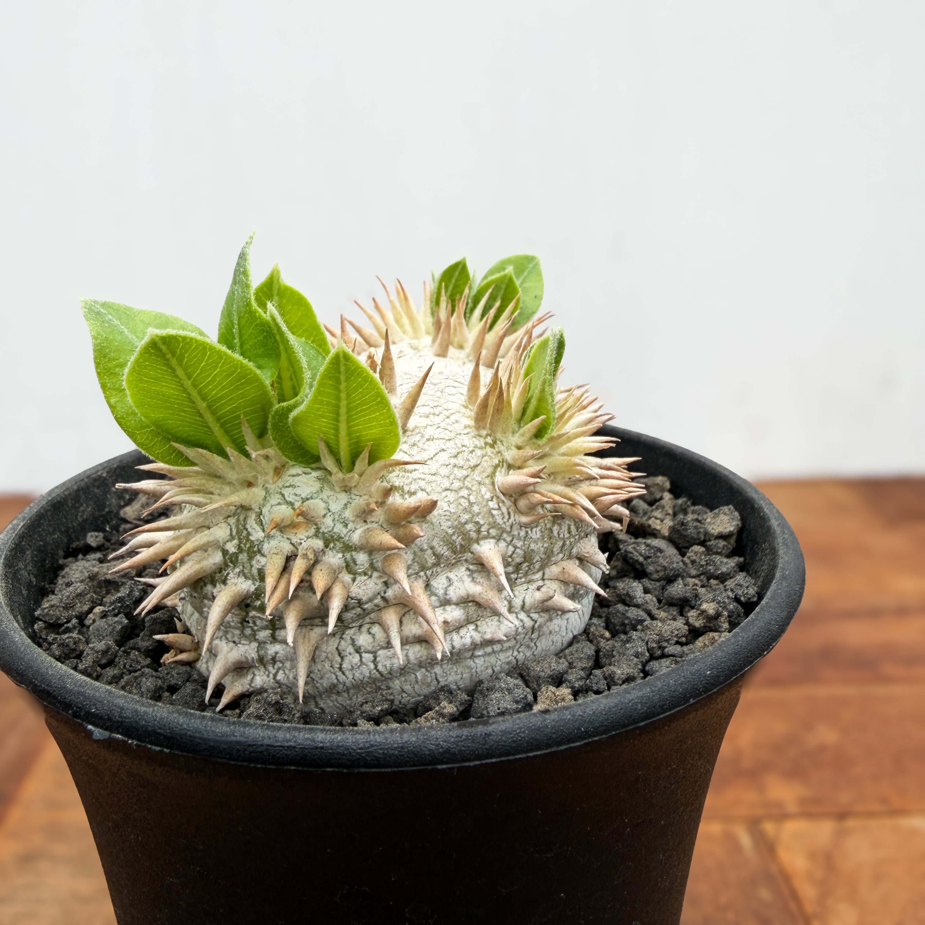 Pachypodium brevicaule ssp . Leucoxanthum【パキポディウム