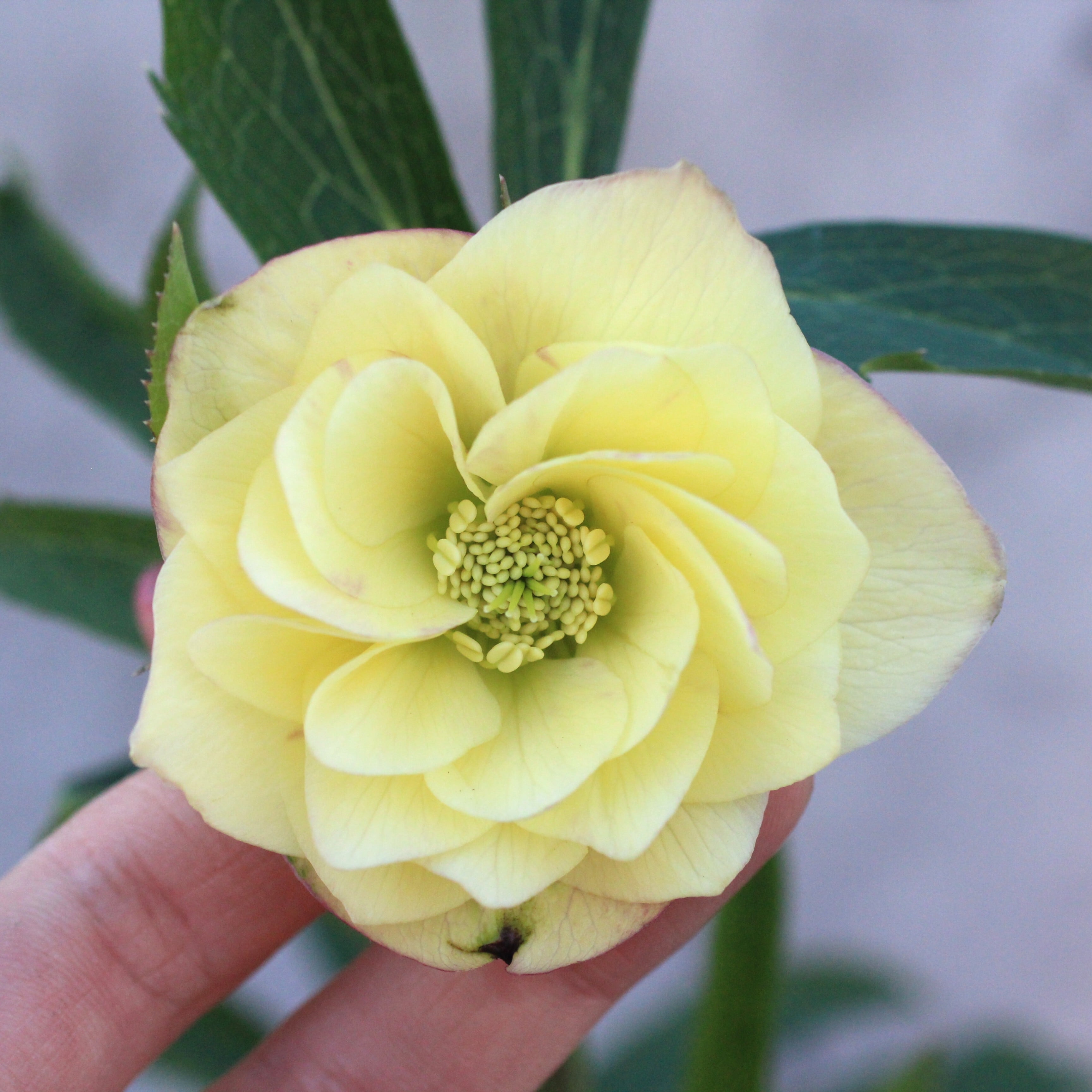 WS26-018 クリスマスローズ ウィンターシンフォニー イエローピンク