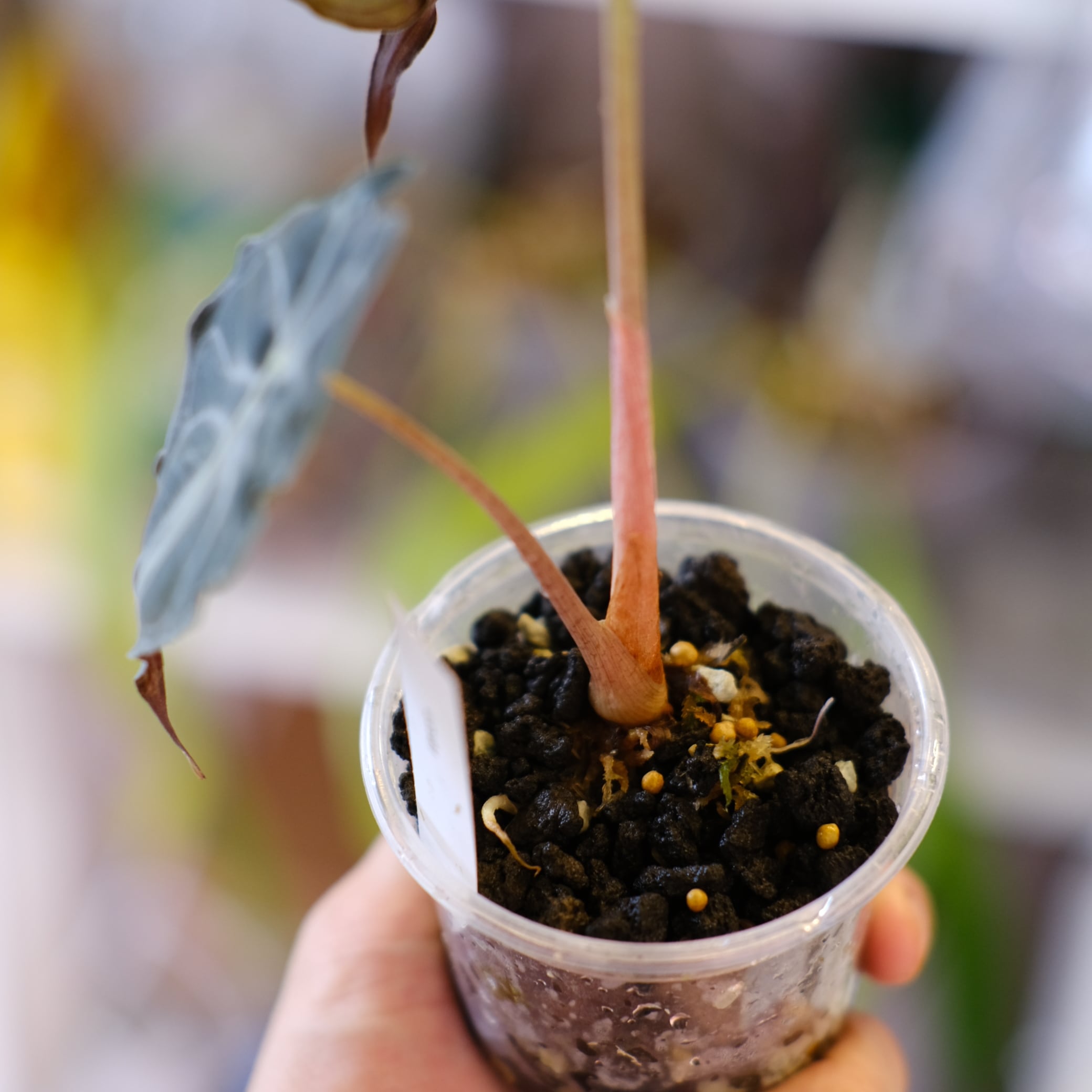 Alocasia 'Venom'│アロカシア・ヴェノム⑤│観葉植物 | tokyoplants