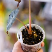 Alocasia ‘Venom’│アロカシア・ヴェノム⑤│観葉植物