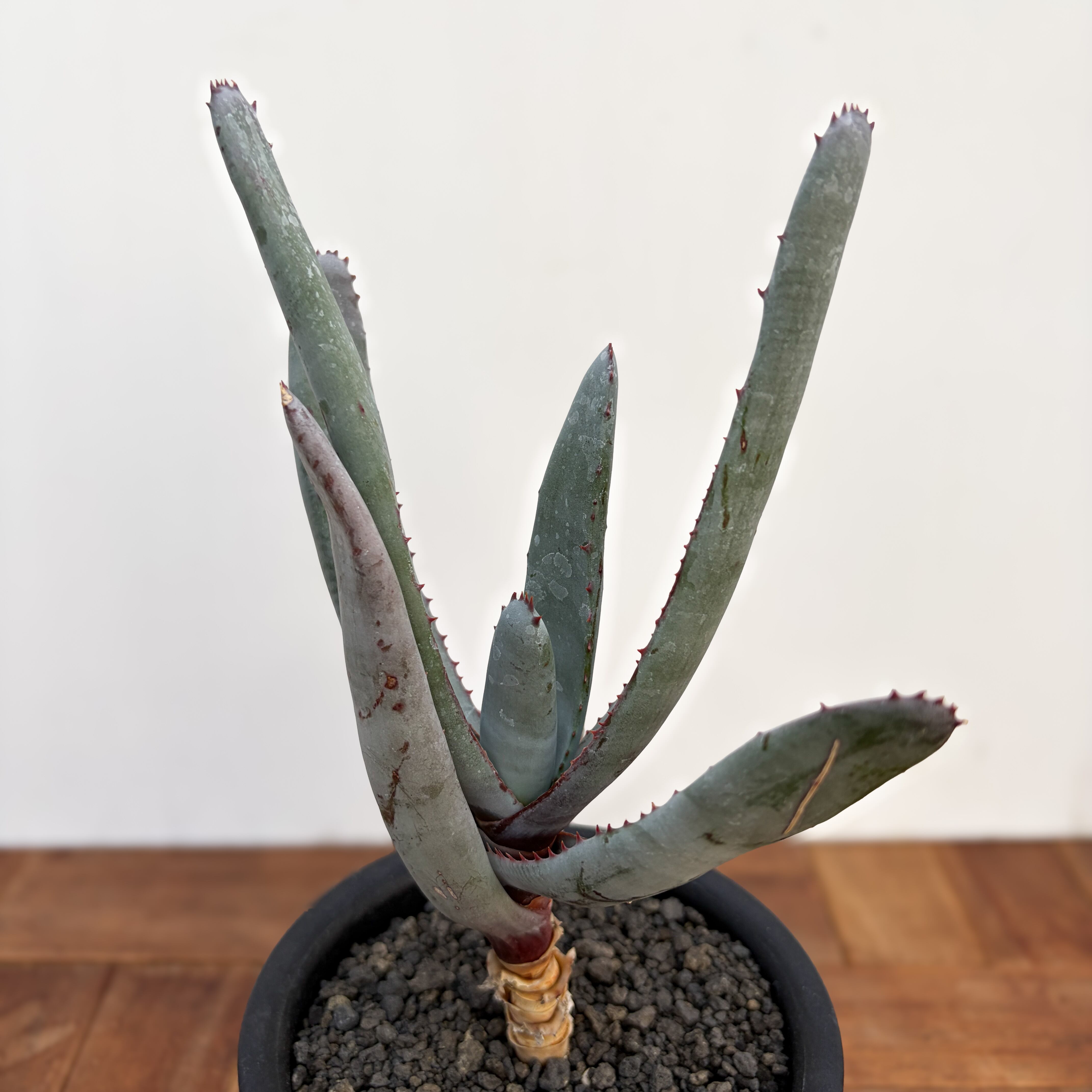 Aloe pachydactylos【アロエ・パキダクティロス】 | RIMO'S GREEN