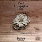 【送料無料】キセログラフィカ S〔エアプランツ〕現品発送T2638