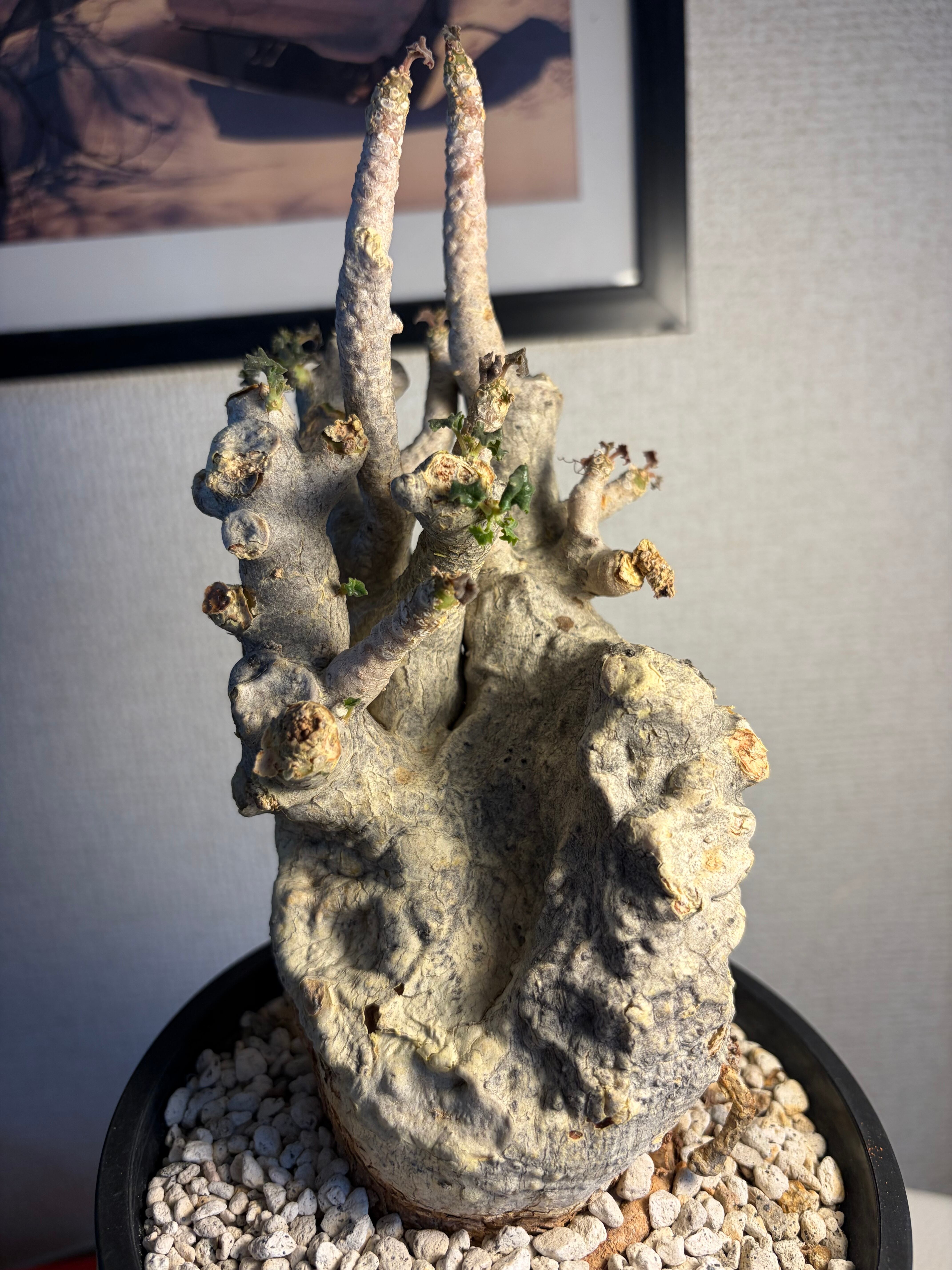 心臓のような姿形のドルステニア ジプソフィラ ムランジーナ ブラータ パキプス 心臓のような姿形のドルステニア ジプソフィラ ムランジーナ ブラータ