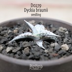 【送料無料】braunii seedling〔ディッキア〕現品発送D0279