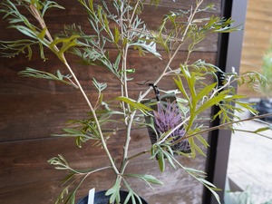 【現物】グレビレア　”ドーンパープル”　B