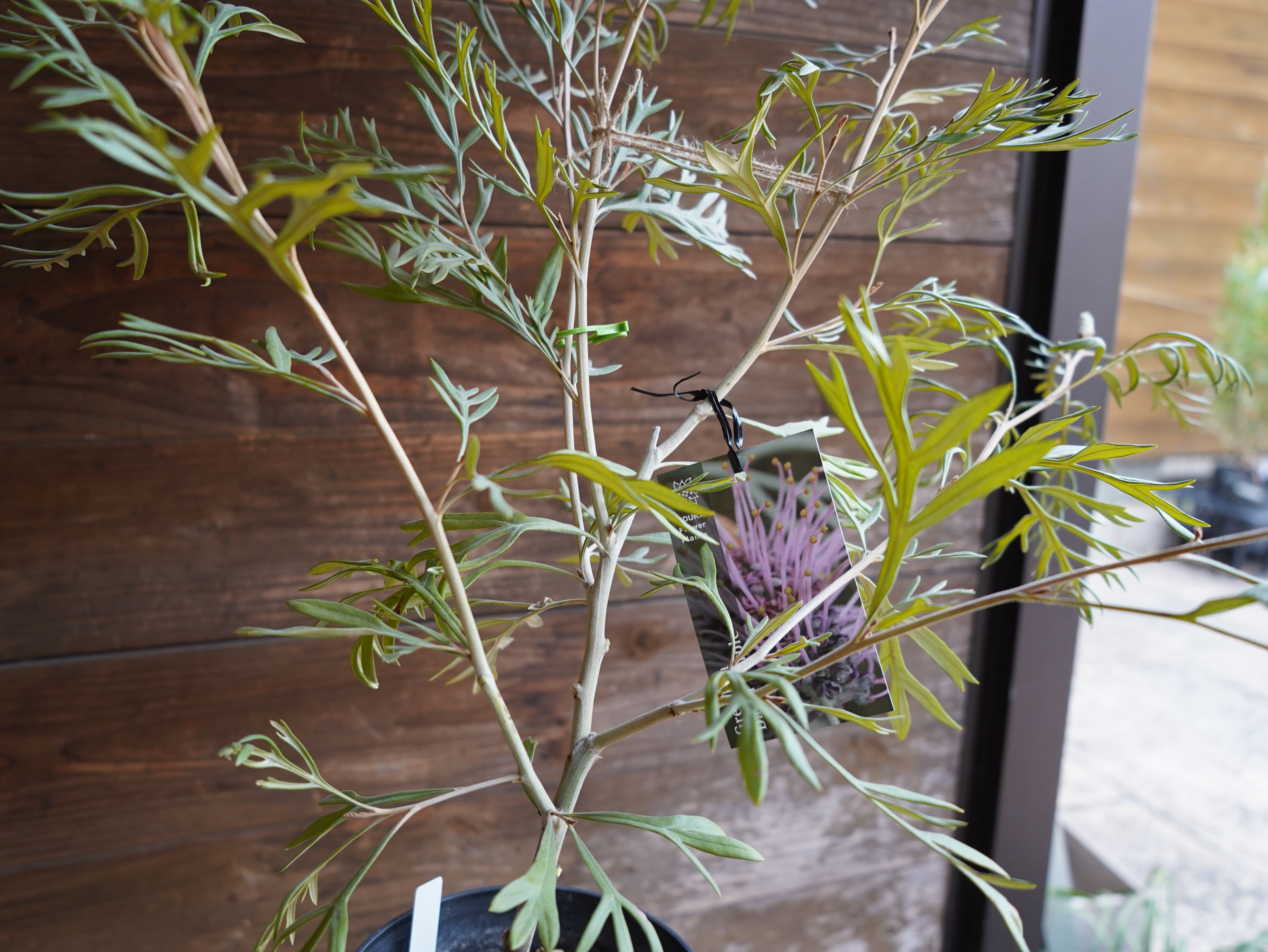 【現物】グレビレア　”ドーンパープル”　B