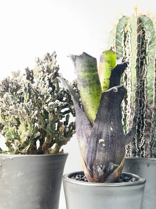 レオポルドホルスティ・ブラックフォーム