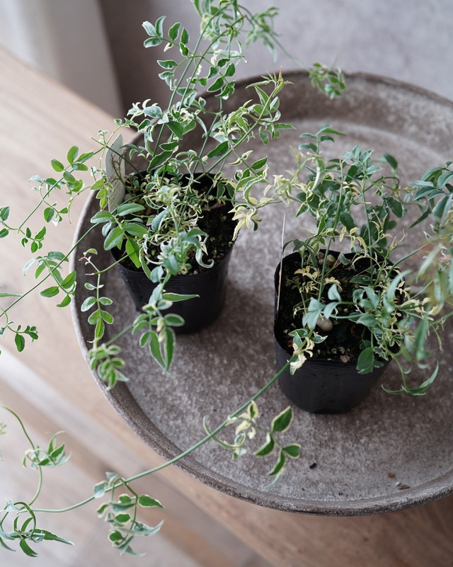 ハゴロモジャスミン　ミルキーウェイ（ロング）　３号