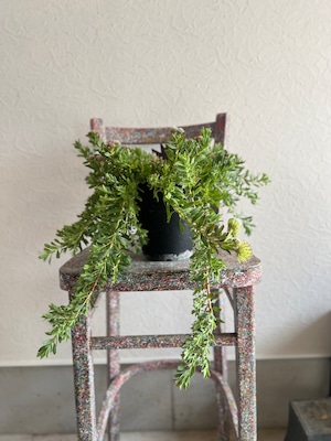 リューコスペルマム ハルバルー①