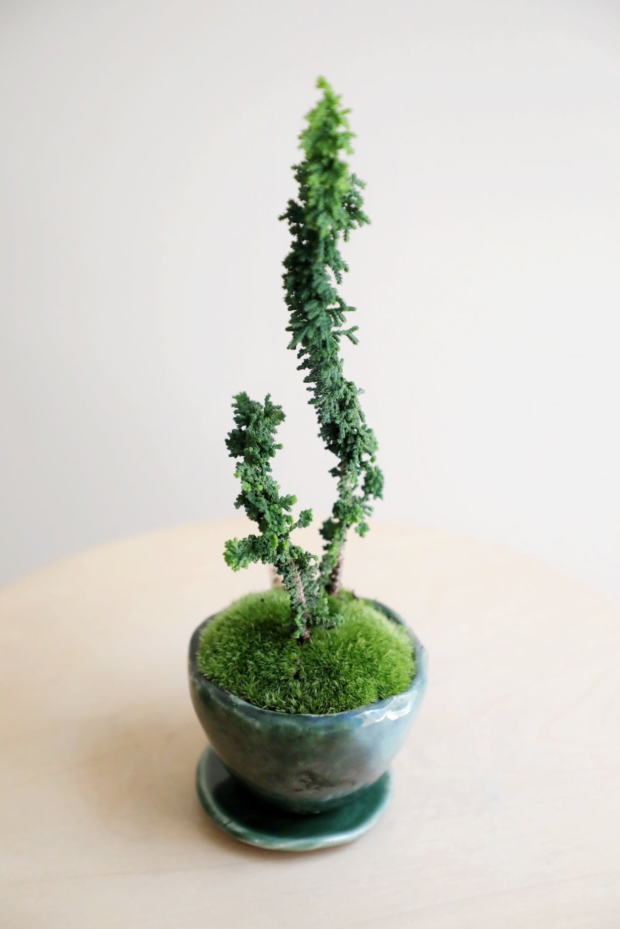 S】石化ヒノキ 盆栽 盆栽/Ficus microcarpa | 【厳選植物・器】MIDORI