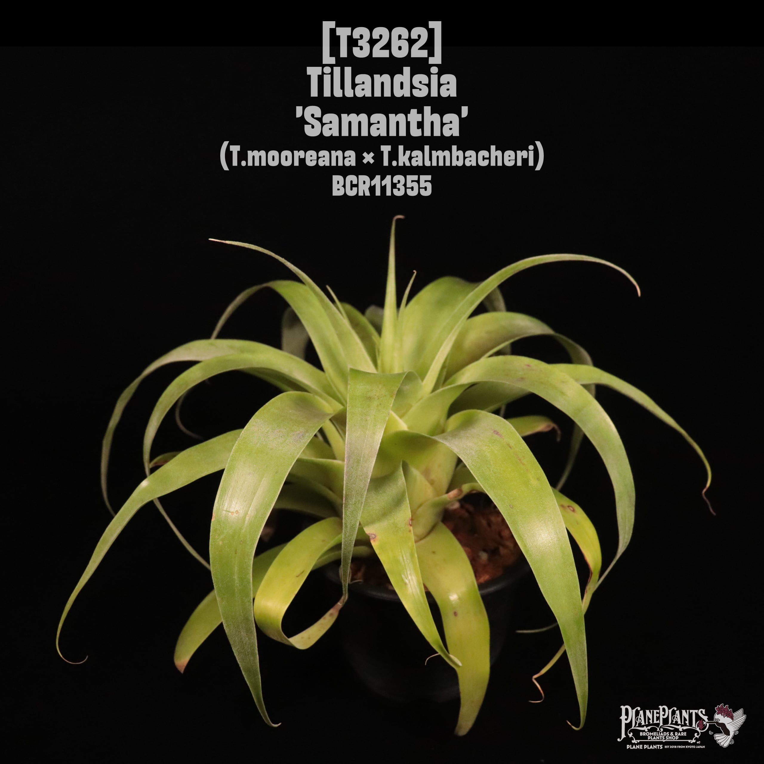 reserved】'Bea Correale'〔エアプランツ〕現品発送T3765 | plane plants