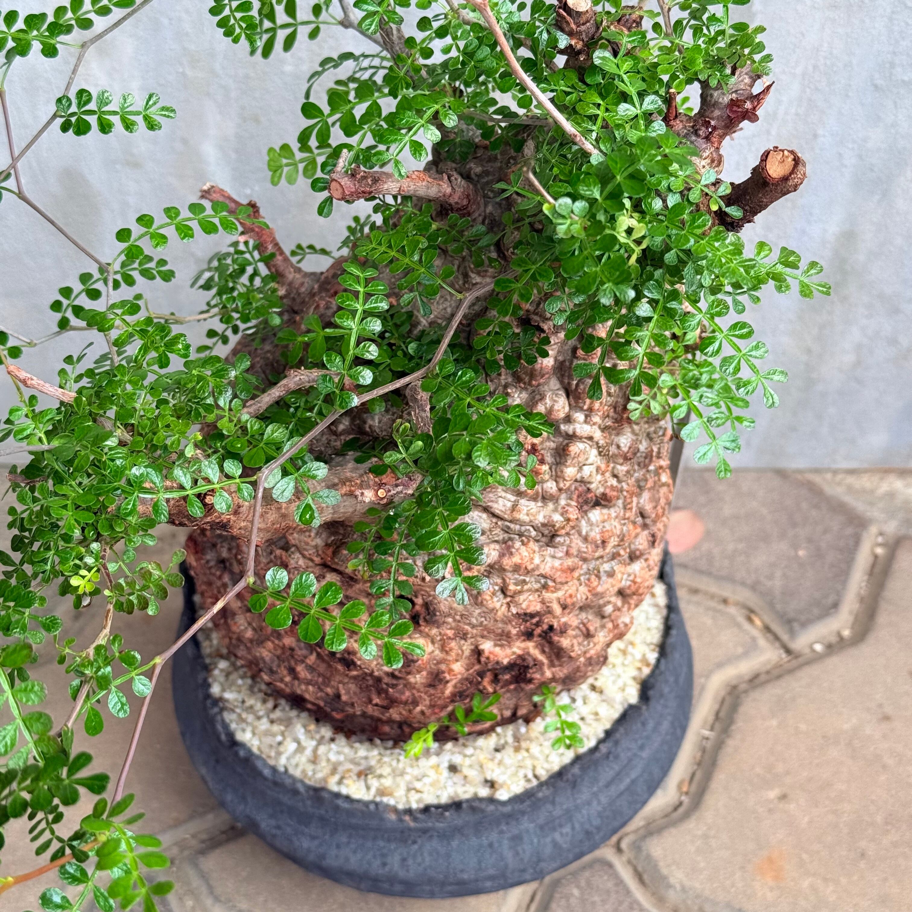 植物×鉢】オペルクリカリア パキプス 発根済み現地株 ×陶器鉢 | A-PLANTS