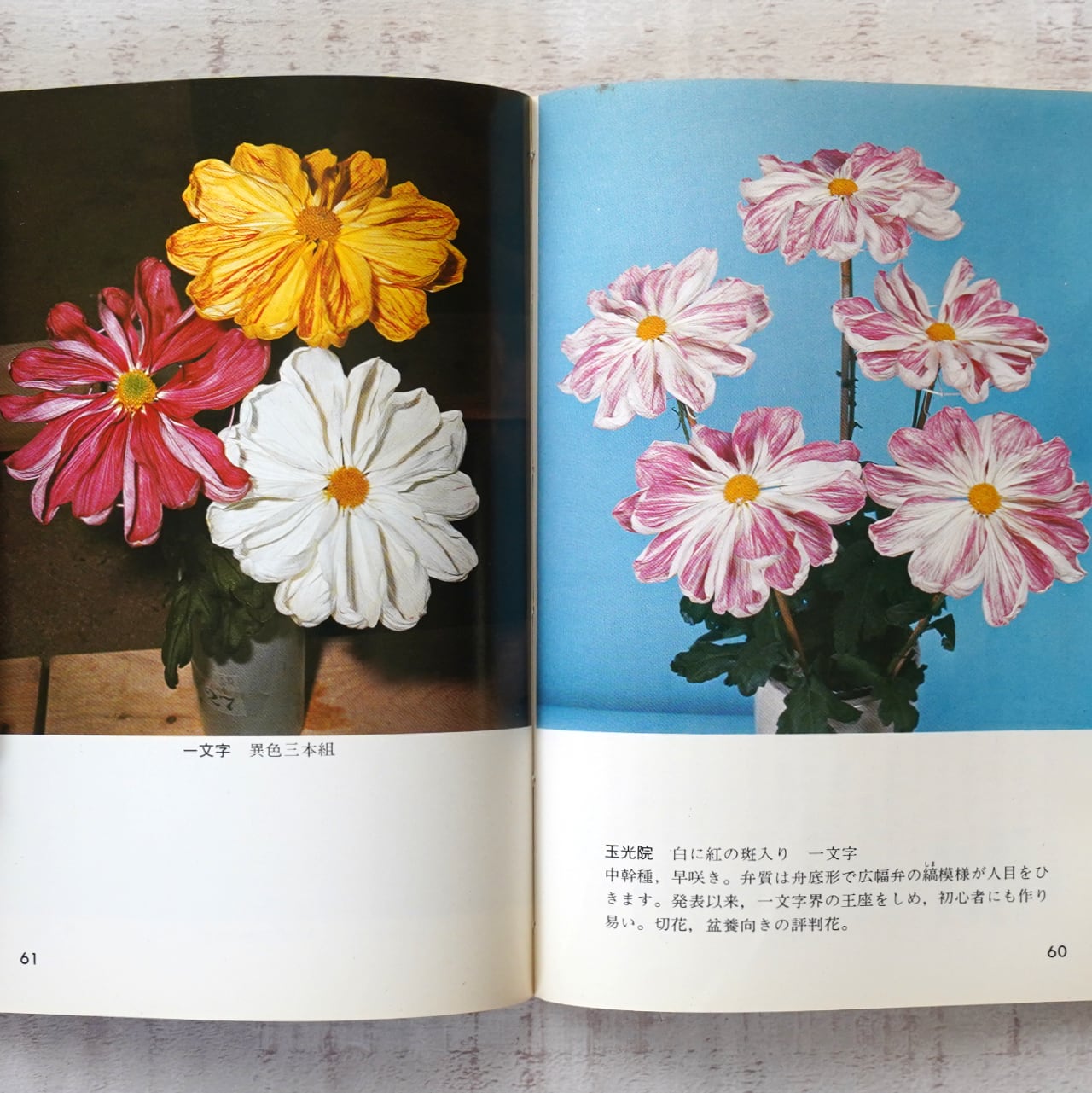 菊づくり (カラーブックス333) 菱田清次 | タイムカプセル