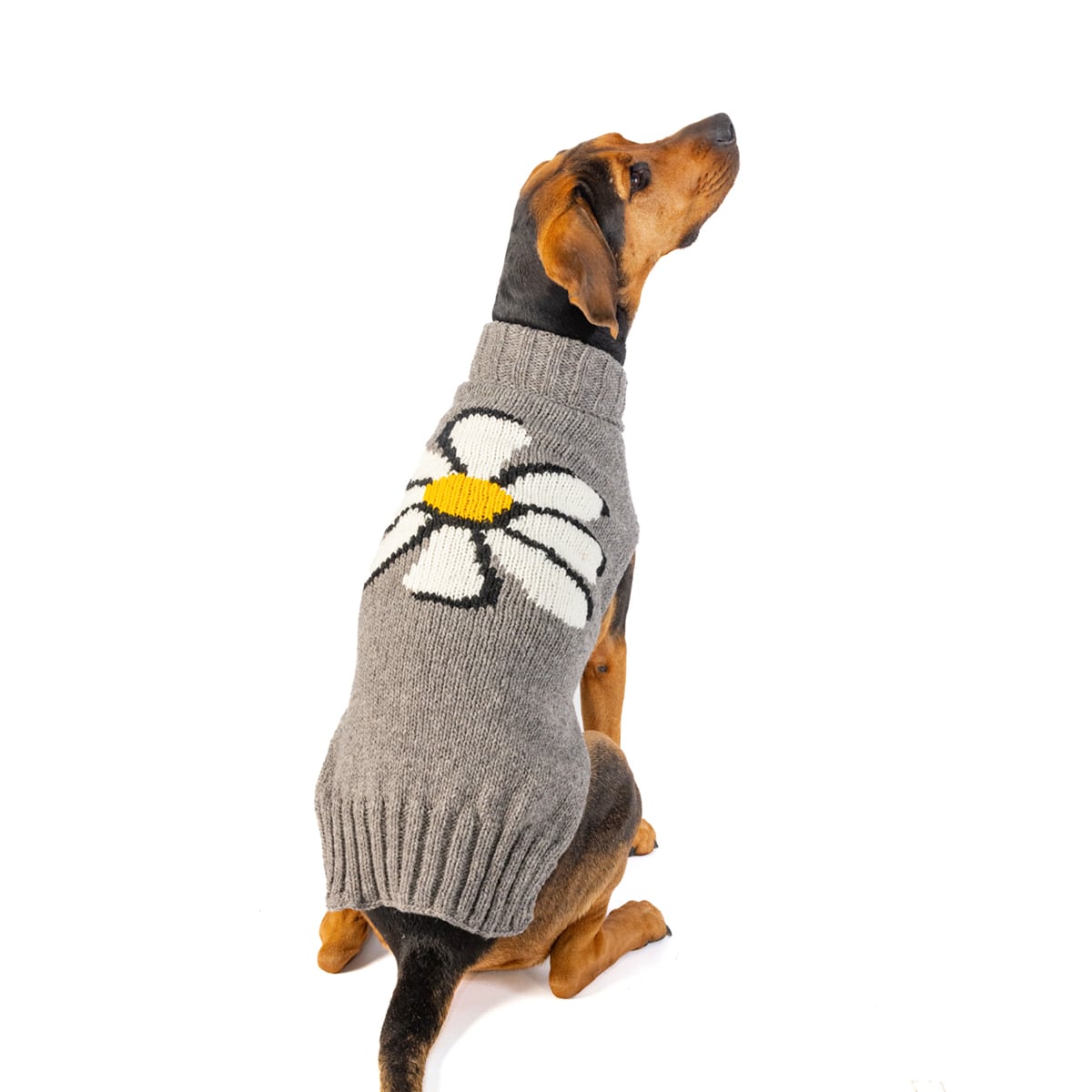 CHILLY DOG チリードッグ | PERRO online shop