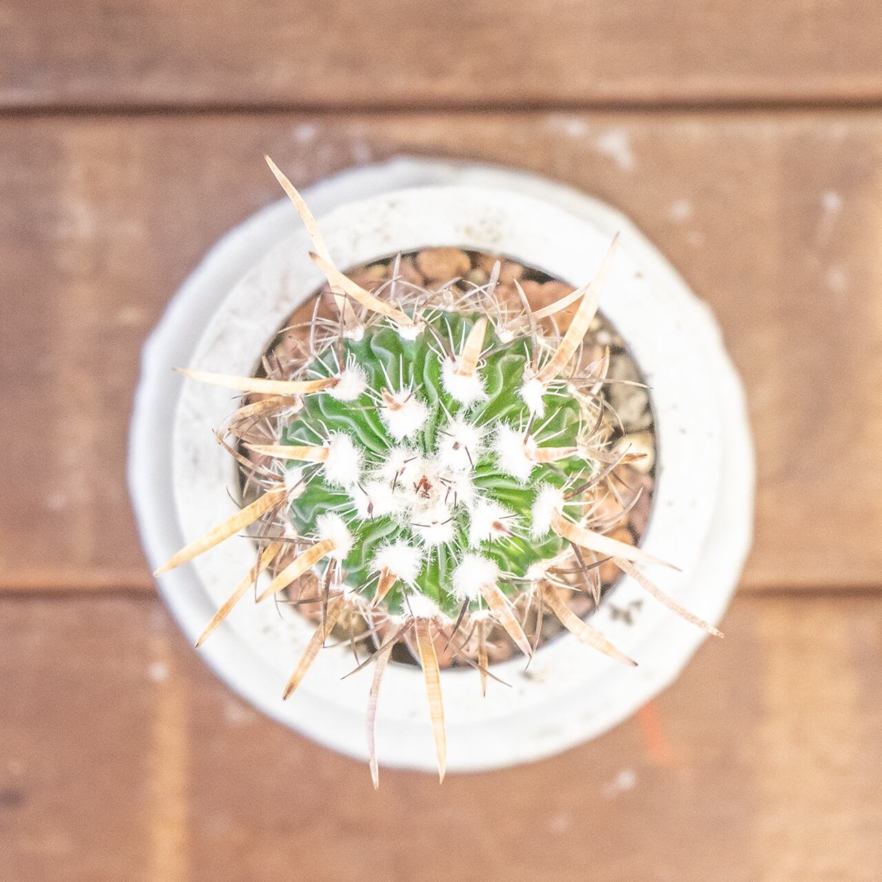 エレクトセントルス｜クラウン状のトゲ飾りが特徴的なインテリアサボテン【一点物／手づくりモルタル鉢】