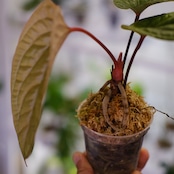 アンスリウム シリ / Anthurium Siri(A.radicans×A.dressieri)②