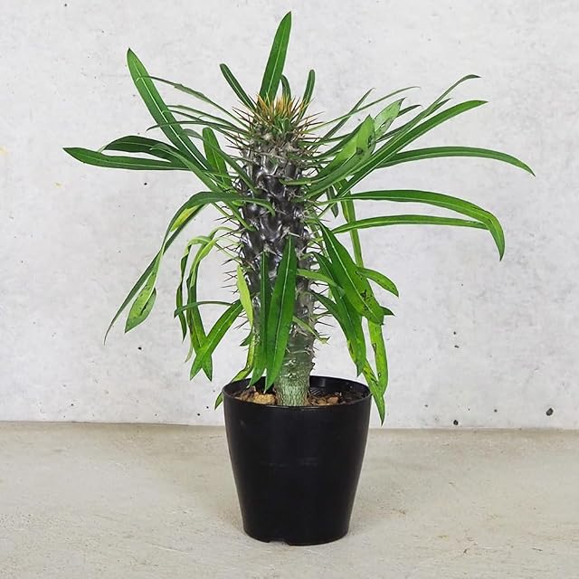 P.Willinckii cv. White Rose【artPLANTs】ビカクシダ/Platycerium