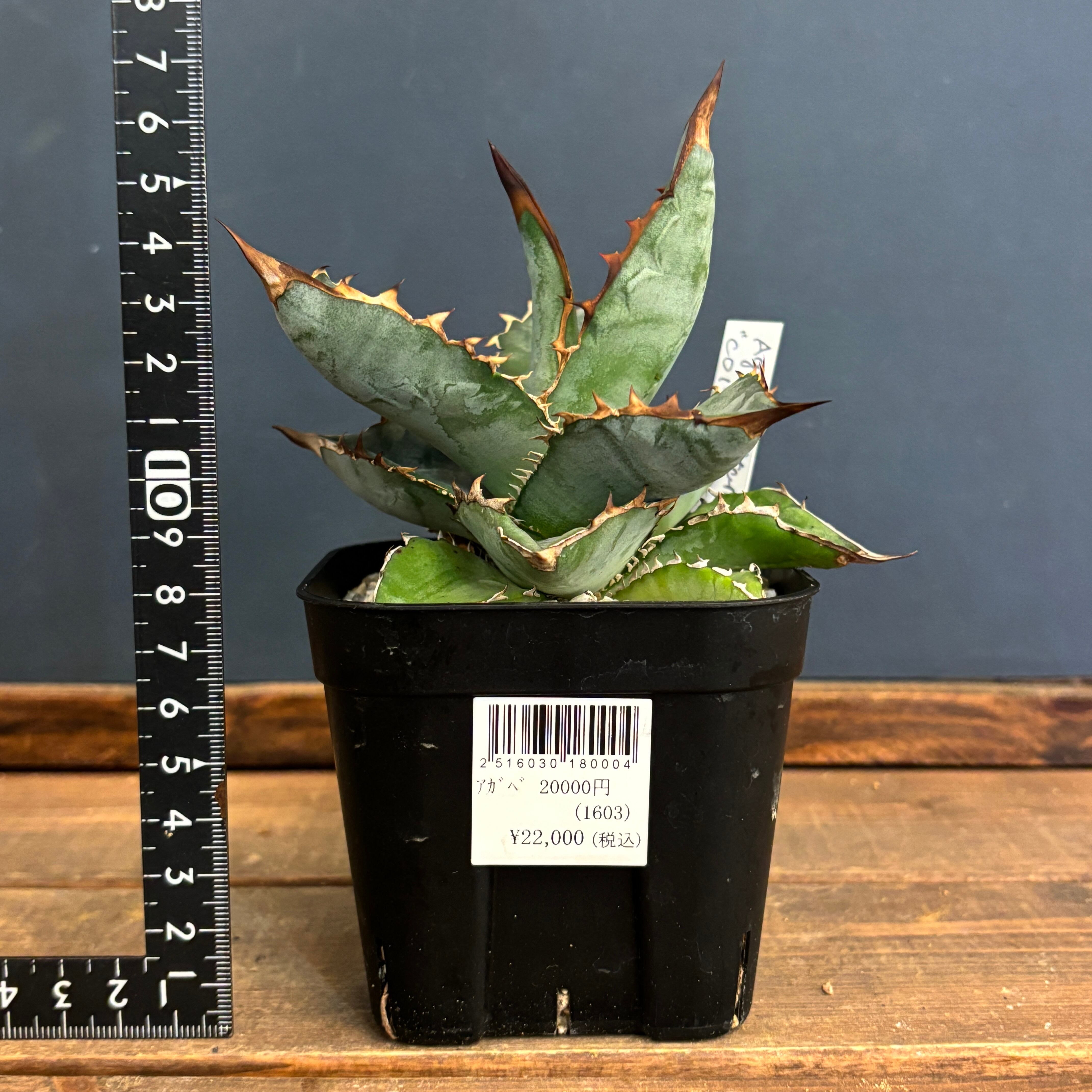 アガベ チタノタ C017【502】 | PROTOLEAF プロトリーフ