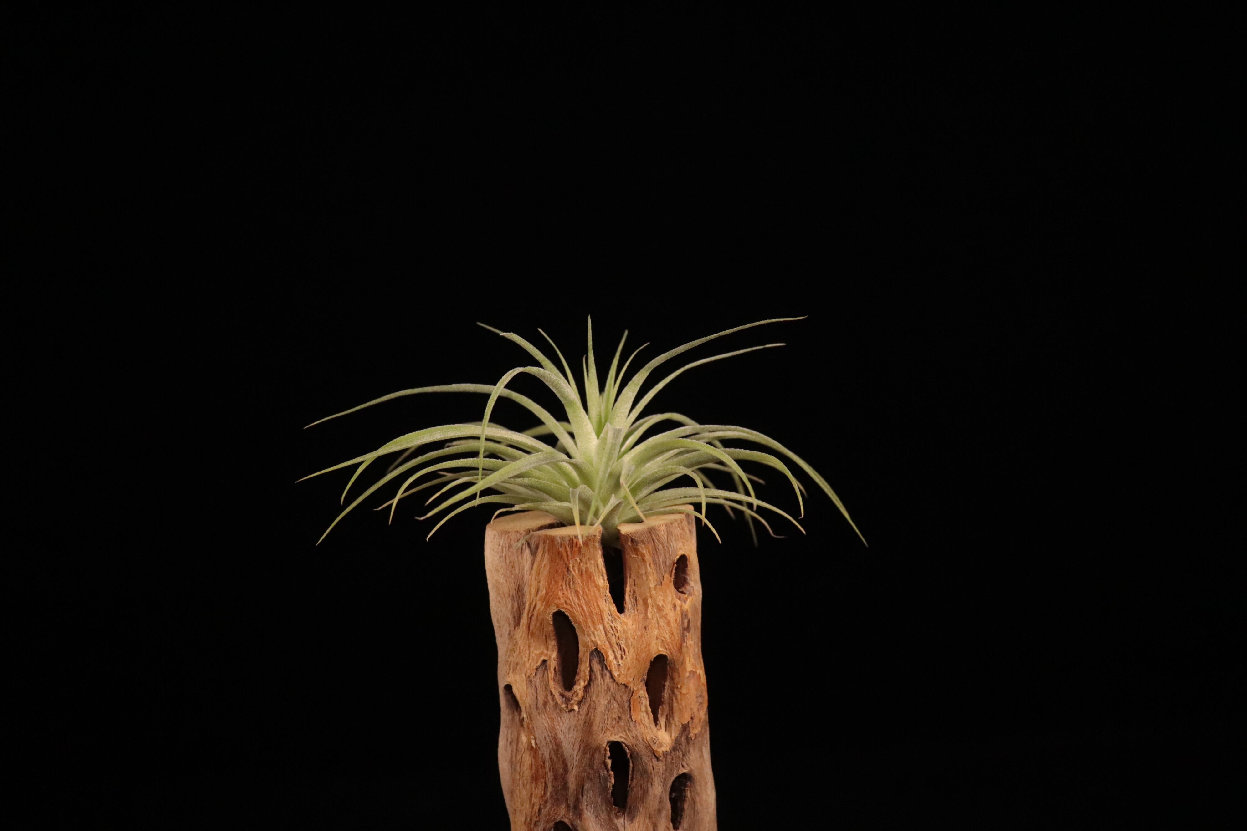 送料無料】geminiflora〔エアプランツ〕現品発送T4683 | plane plants